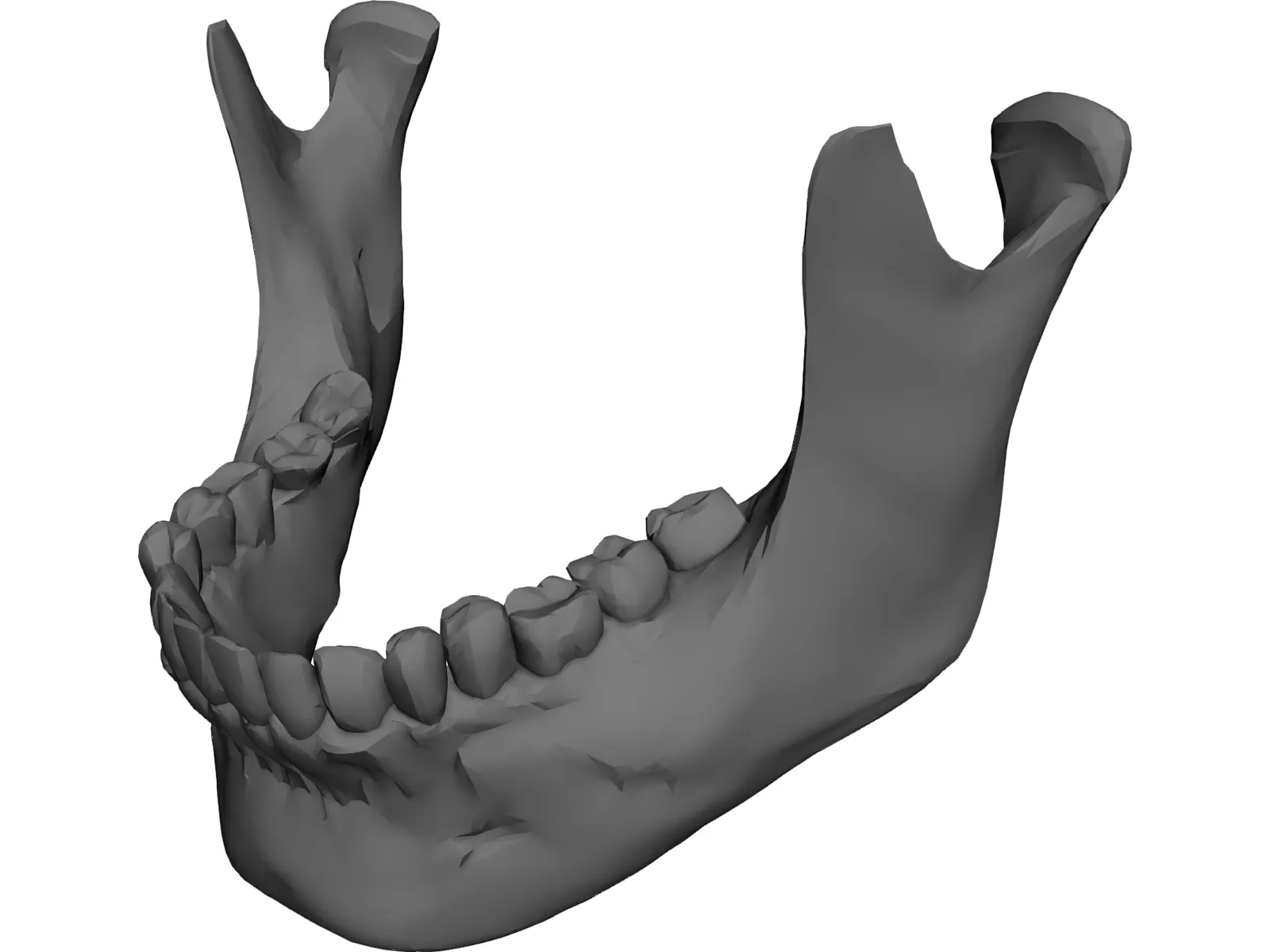 Jaw Lower 3D Model