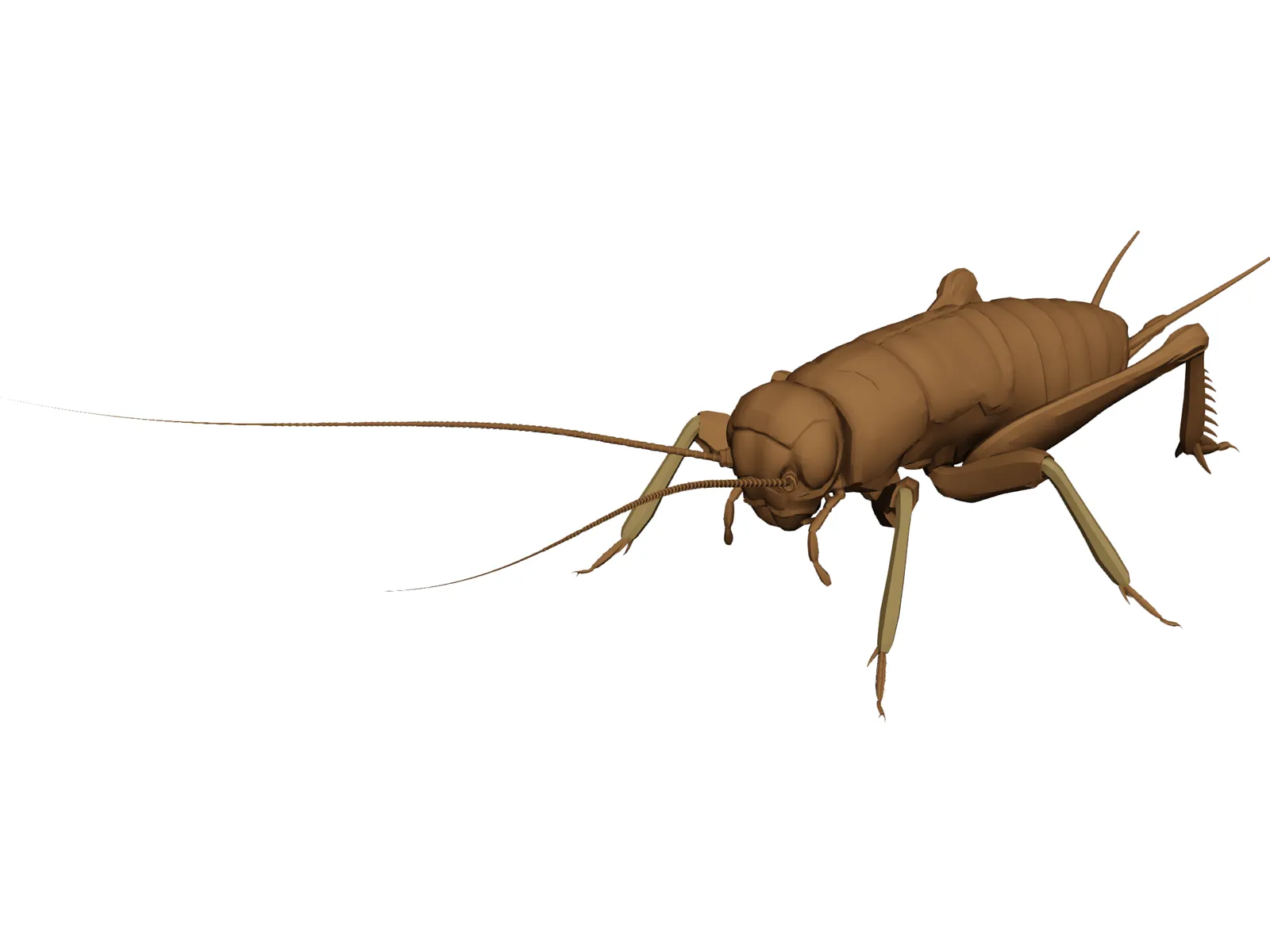 Cricket 3D Model