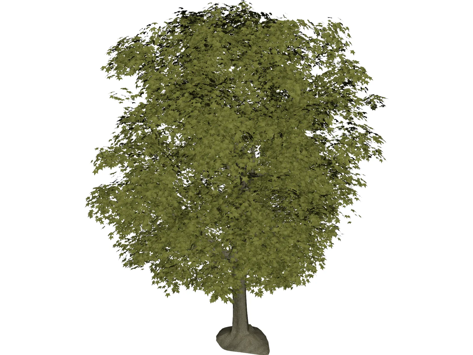 Maple Tree 3D Model