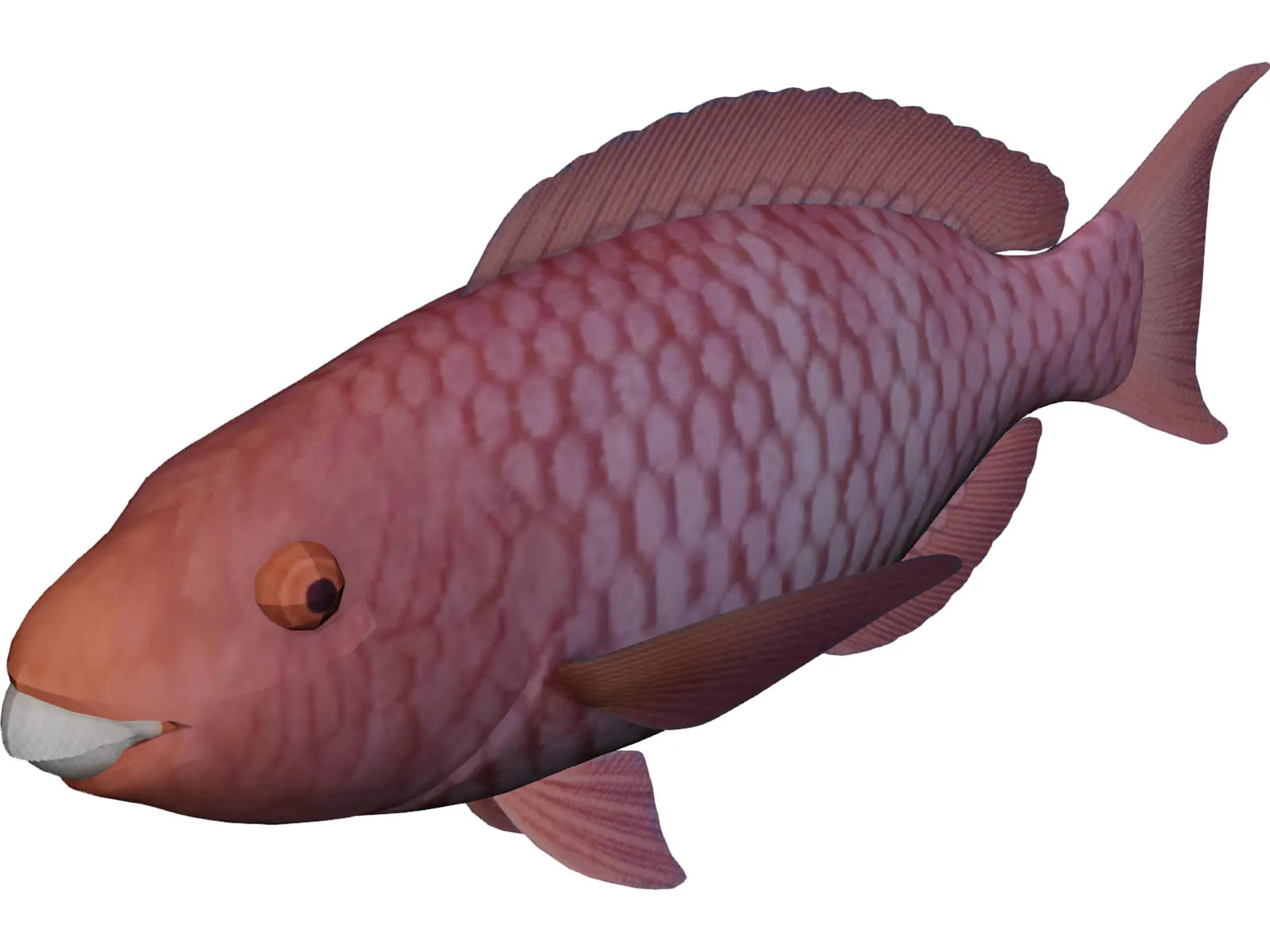 Red Parrotfish 3D Model