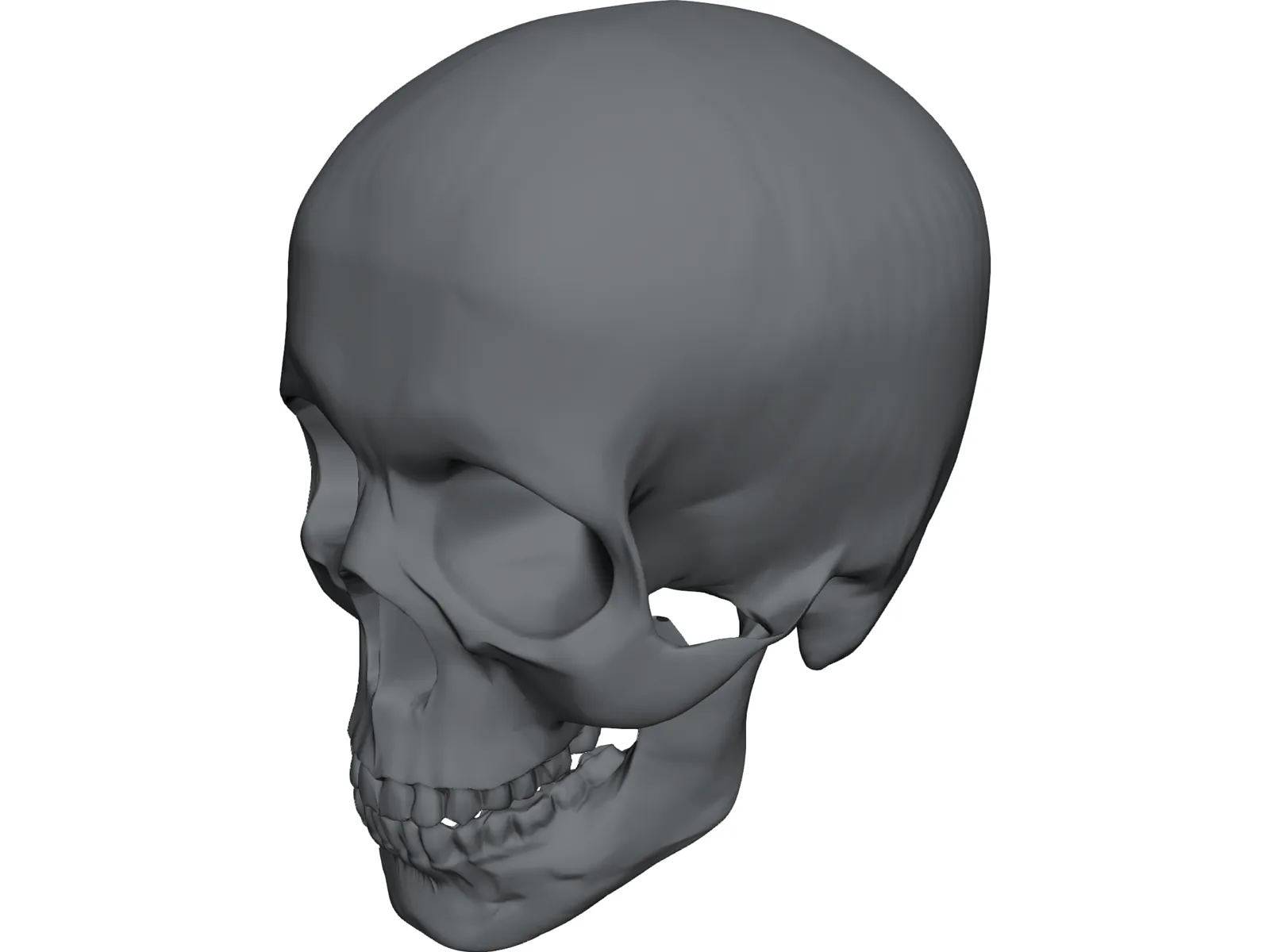 Skull 3D Model