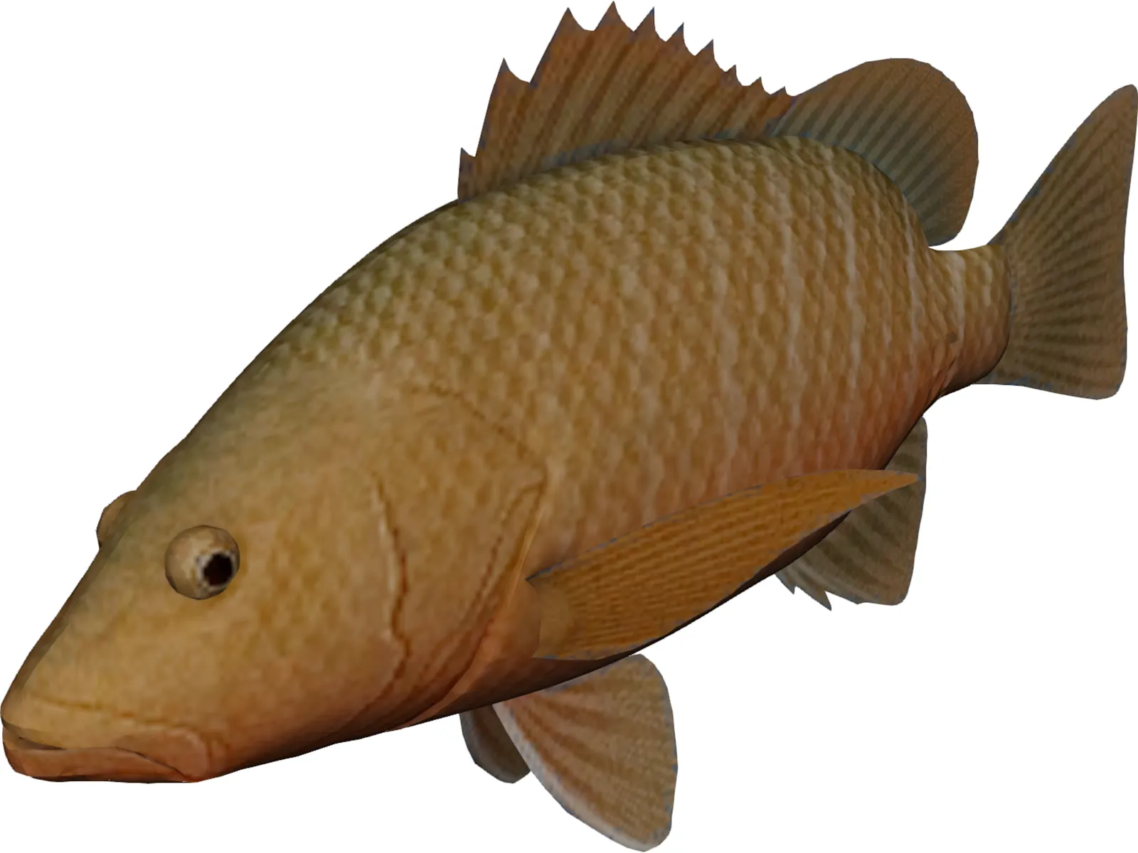 Mangrove Red Snapper 3D Model