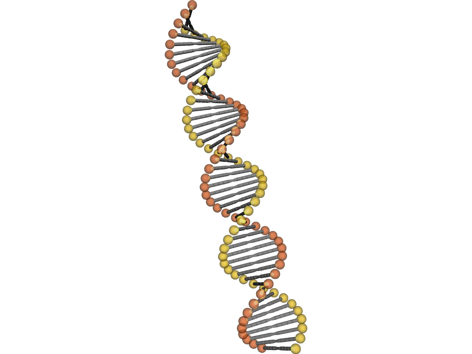 DNA Model 3D Model