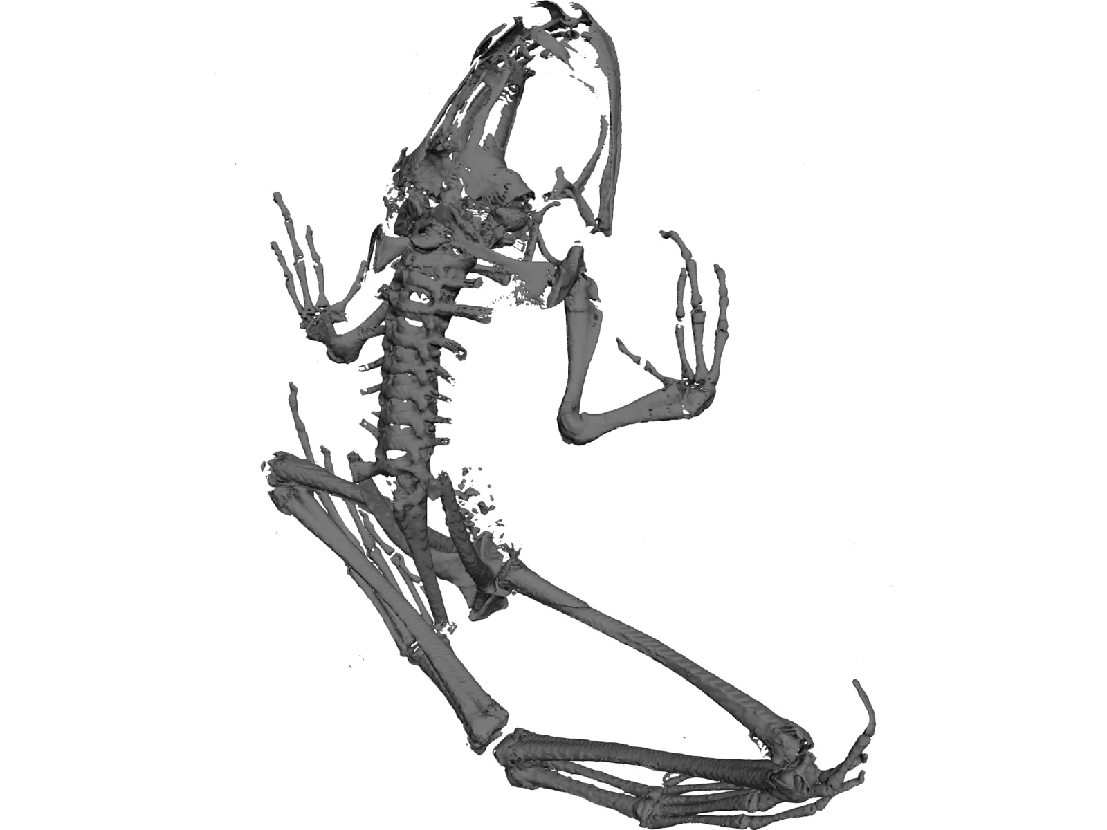 Frog Skeleton 3D Model