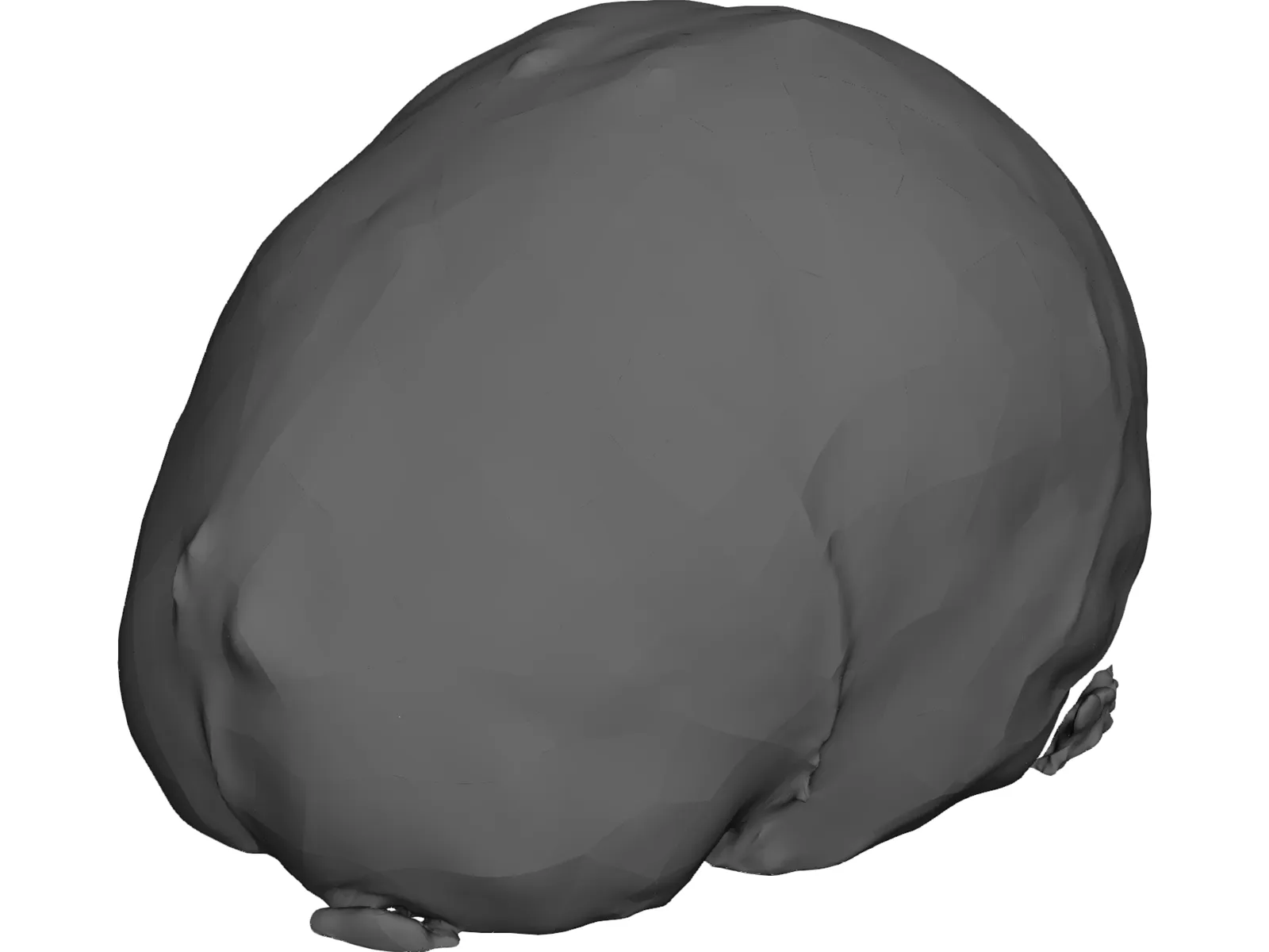 Brain 3D Model