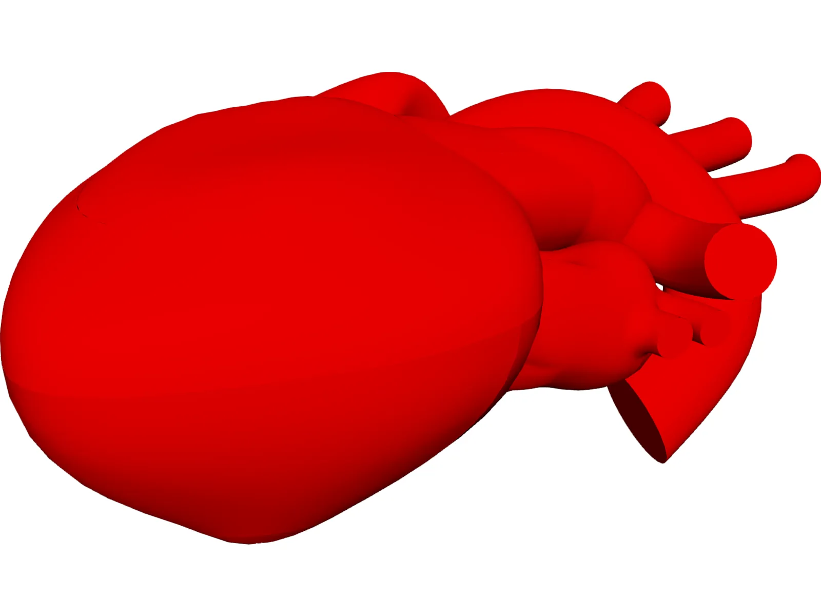 Heart Human 3D Model