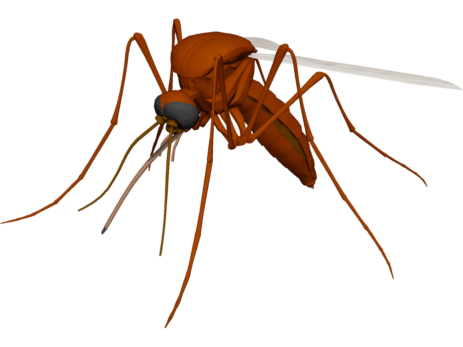 Mosquito 3D Model