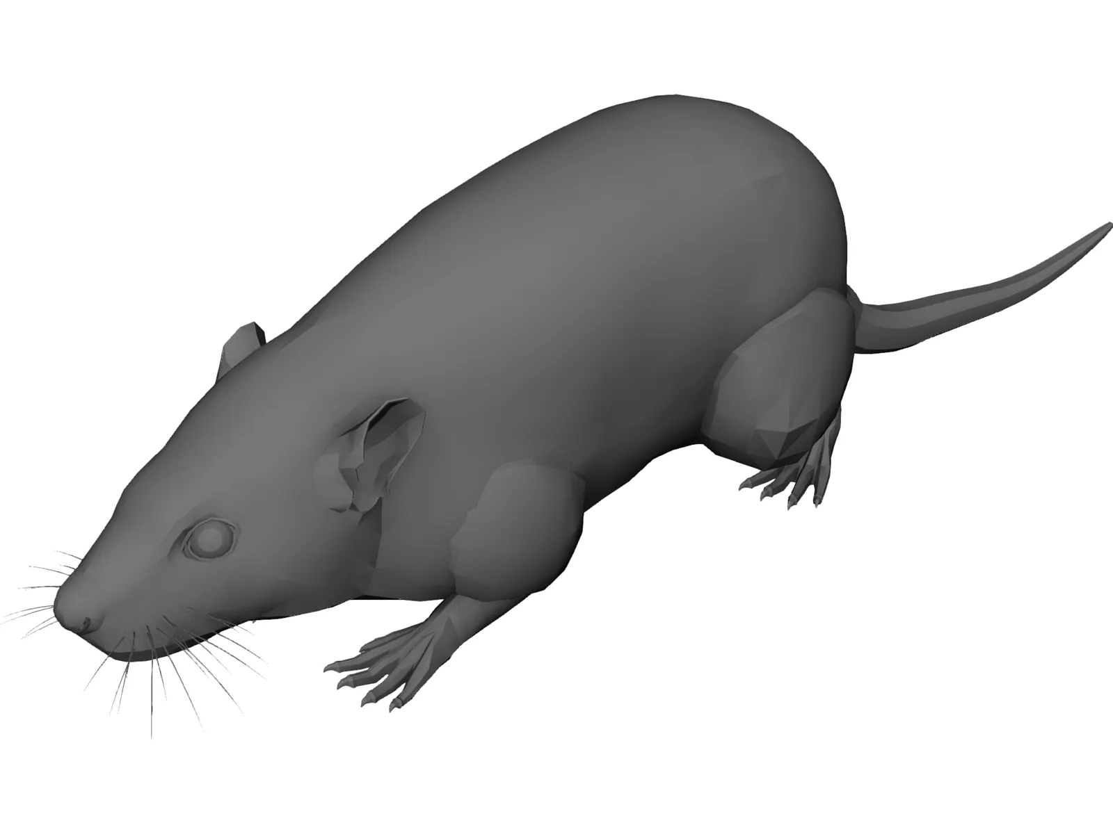 Rat 3D Model