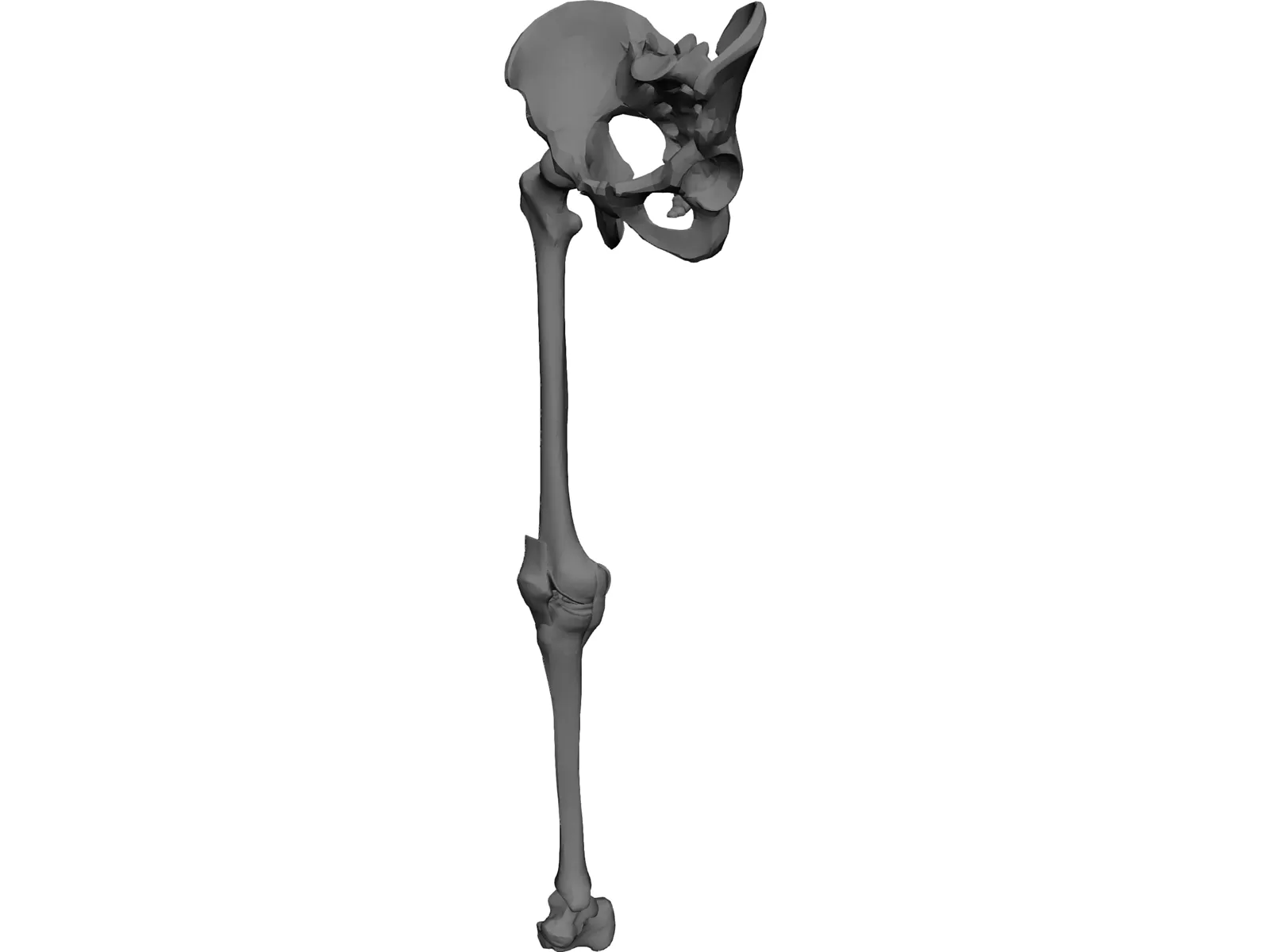 Leg Bone, Knee Joint and Pelvis 3D Model