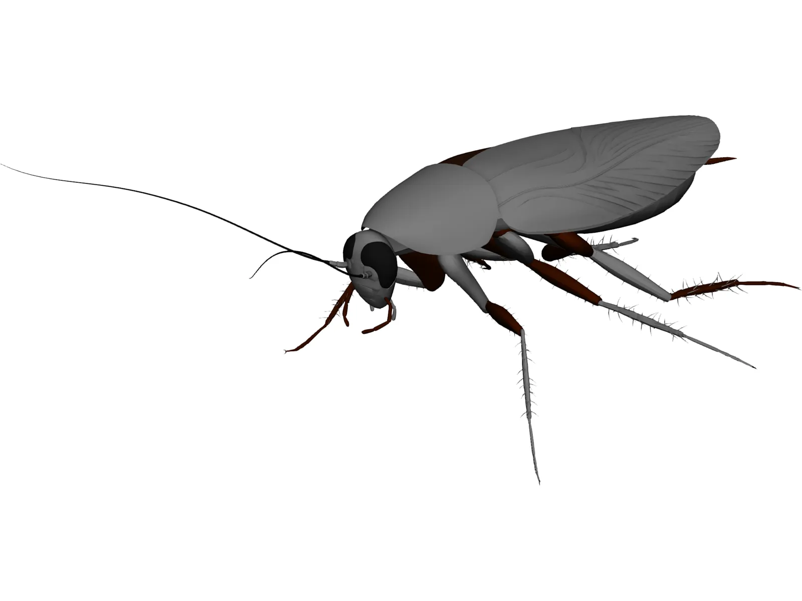 Cockroach 3D Model