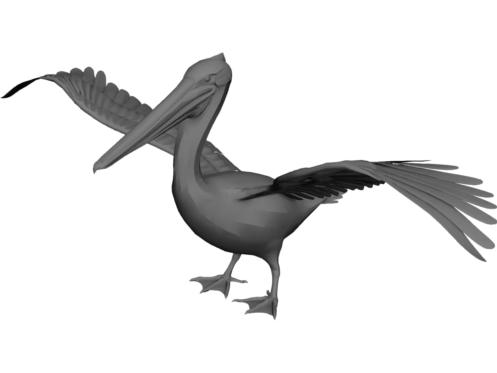 Pelican 3D Model