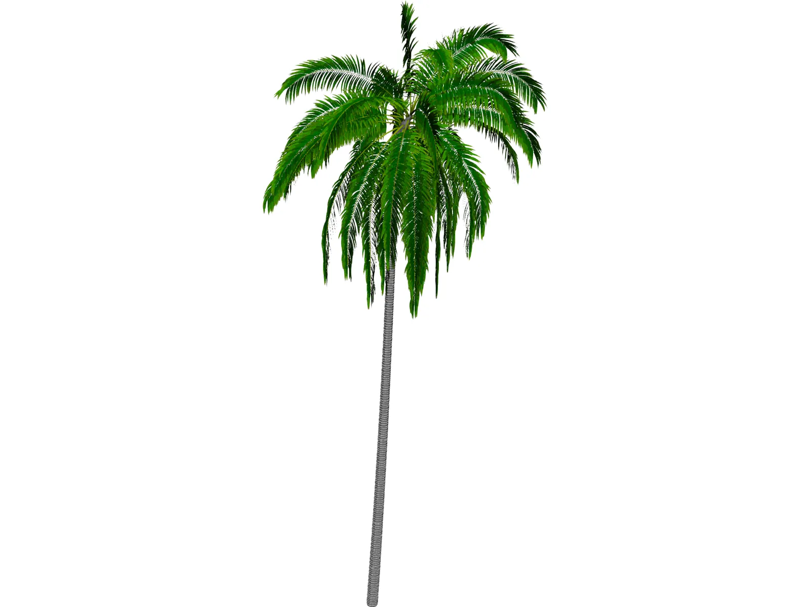 Cocos Nucifera 3D Model