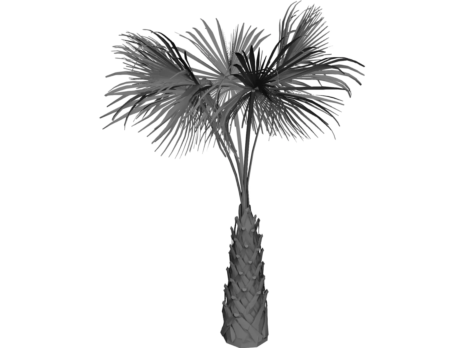 Sabal Palmetto Tree 3D Model