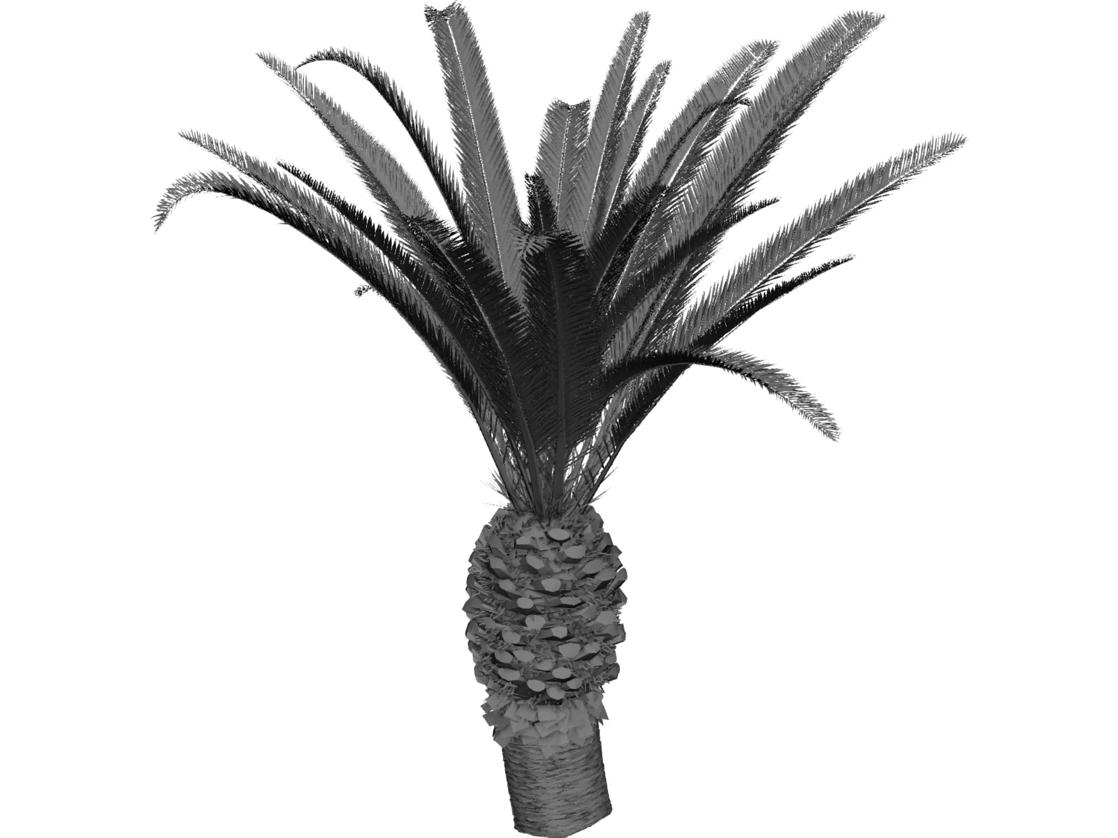 Phoenix Canariensis 3D Model