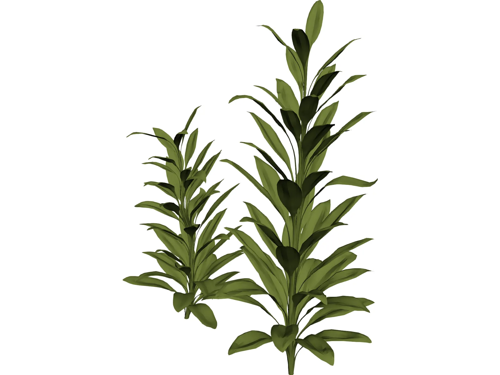 Cordylinea Glauca 3D Model