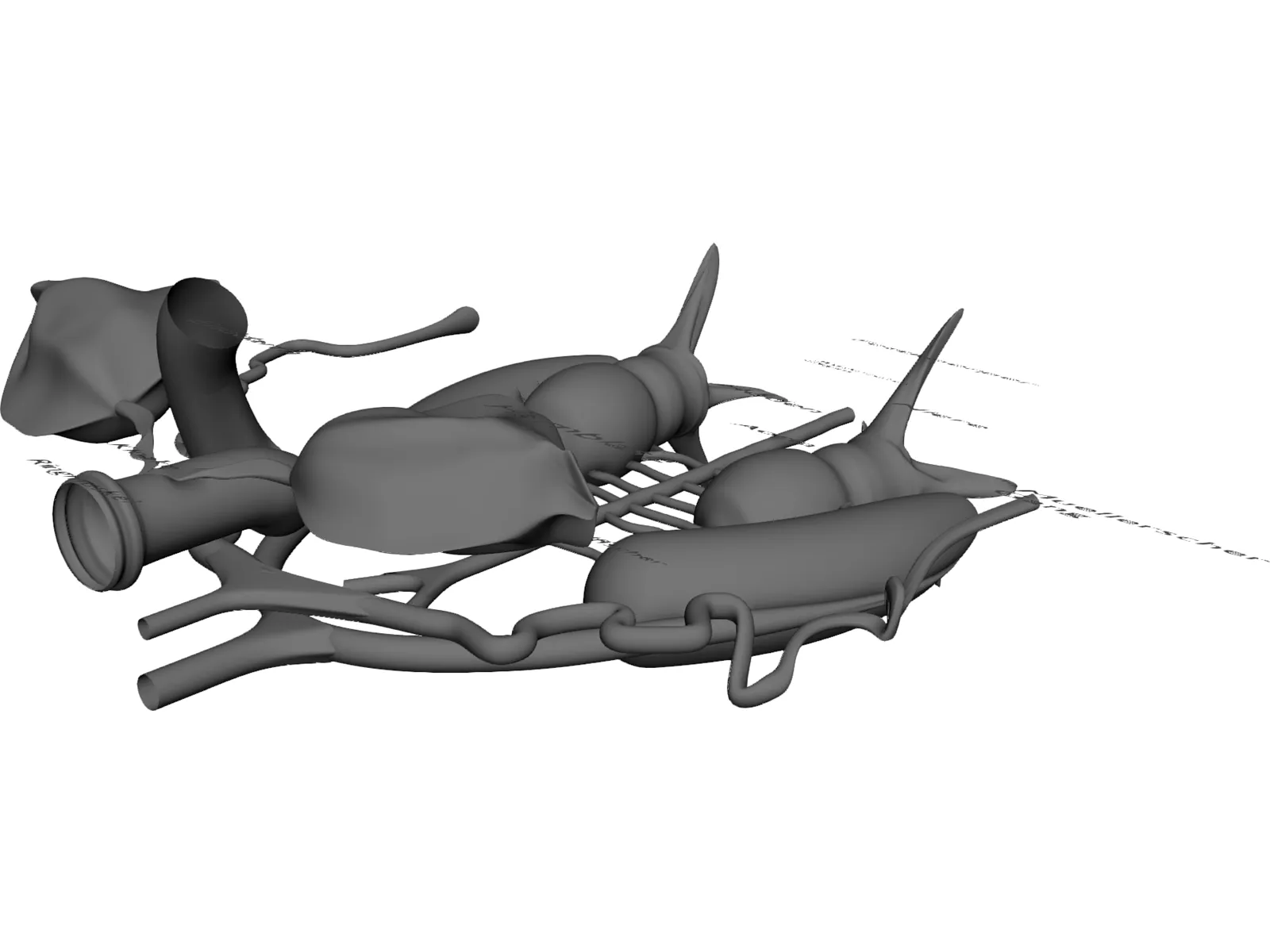 Frog Male Anatomy 3D Model
