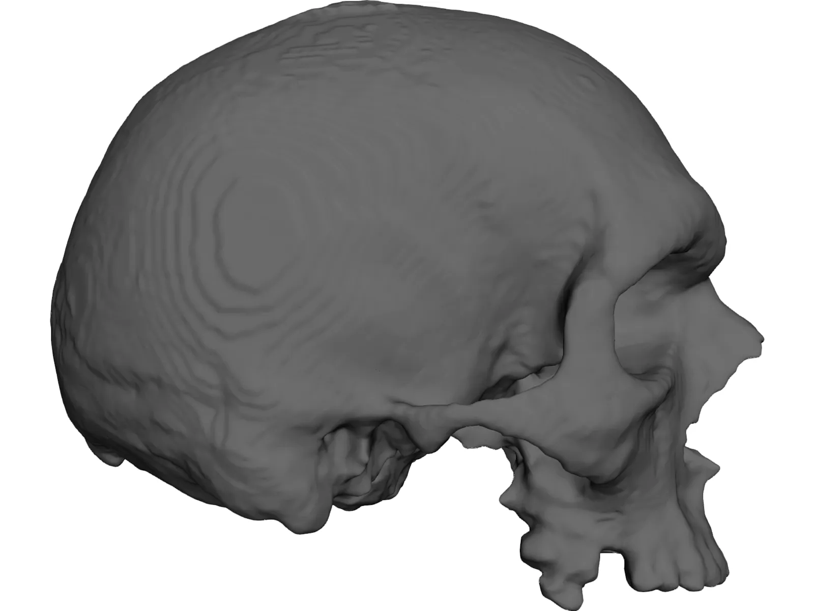 Skull 3D Model