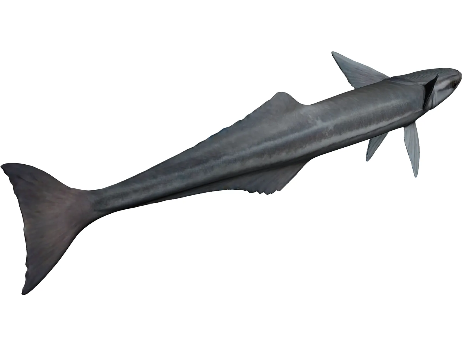 Remora 3D Model