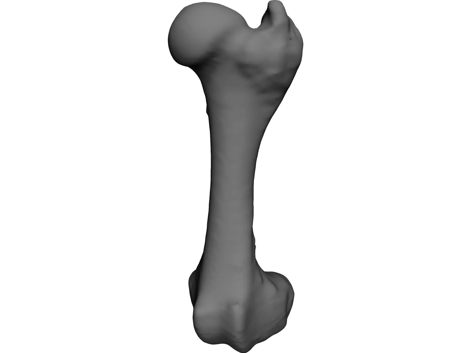 Porcine Femur 3D Model