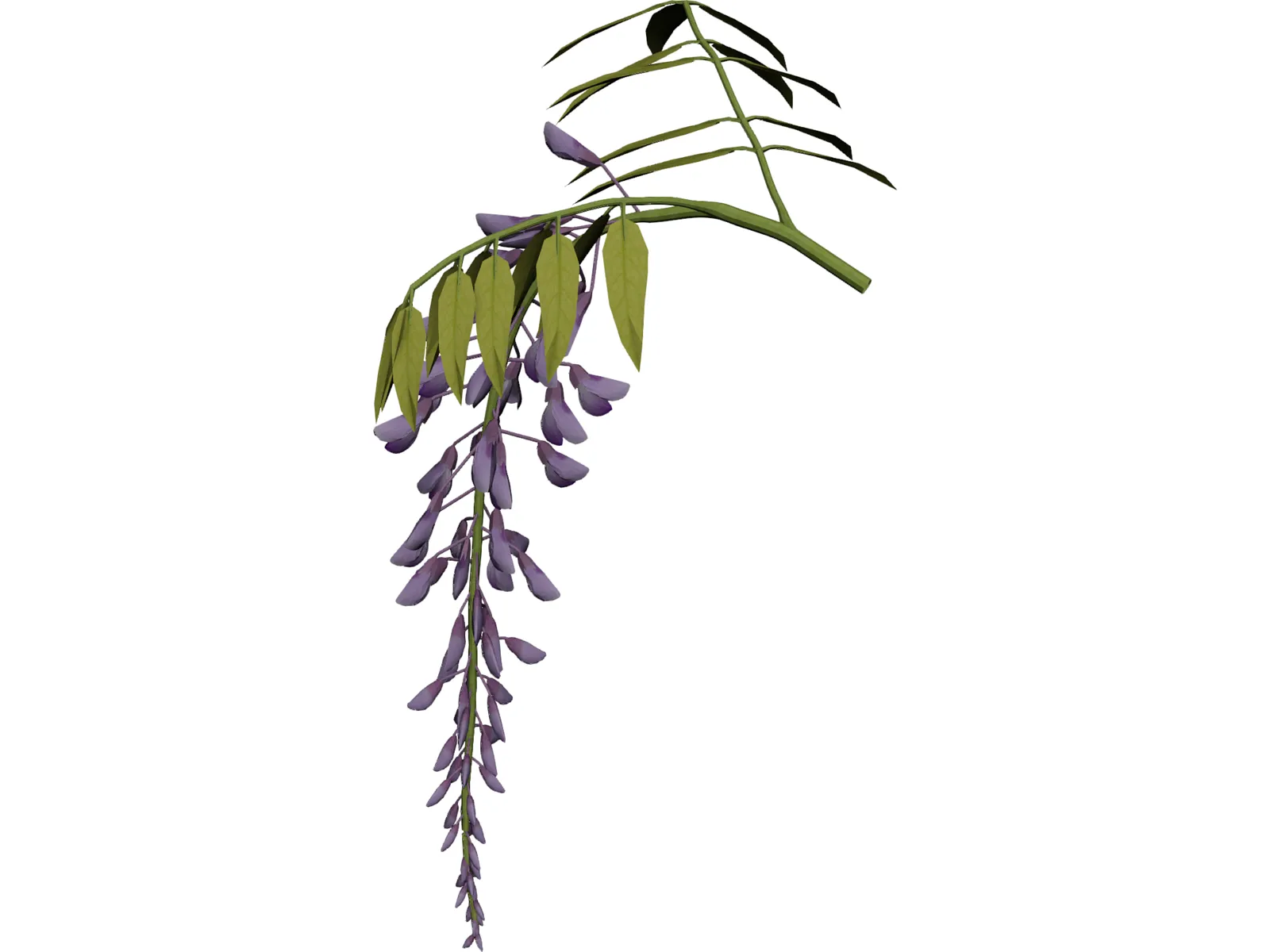 Wisteria Flower Japanese 3D Model