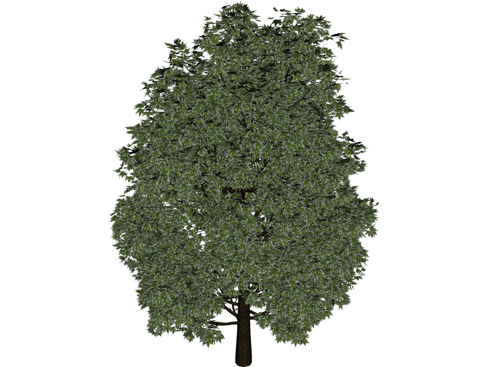 Maple Tree 3D Model