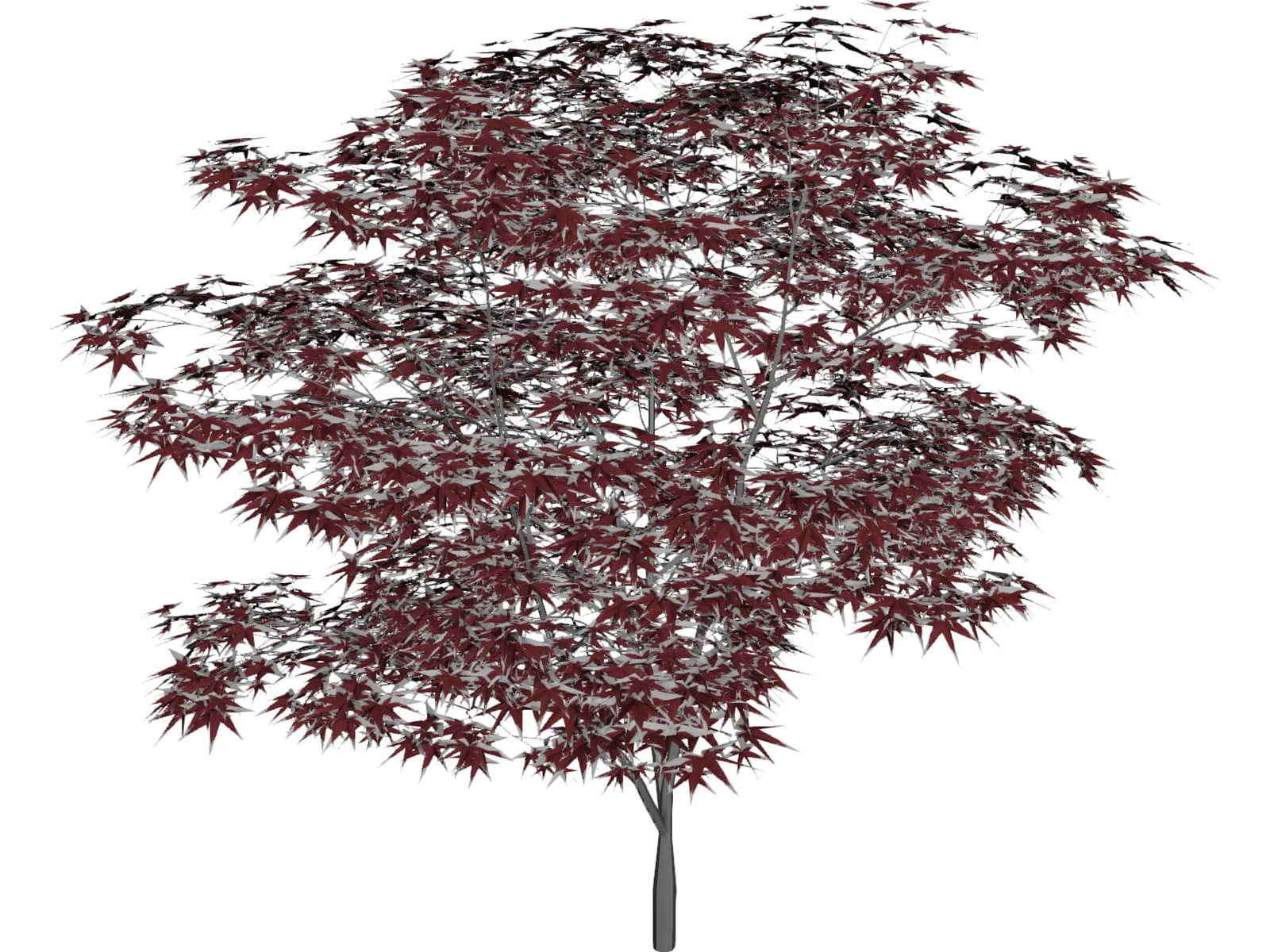 Japanese Maple Tree 3D Model