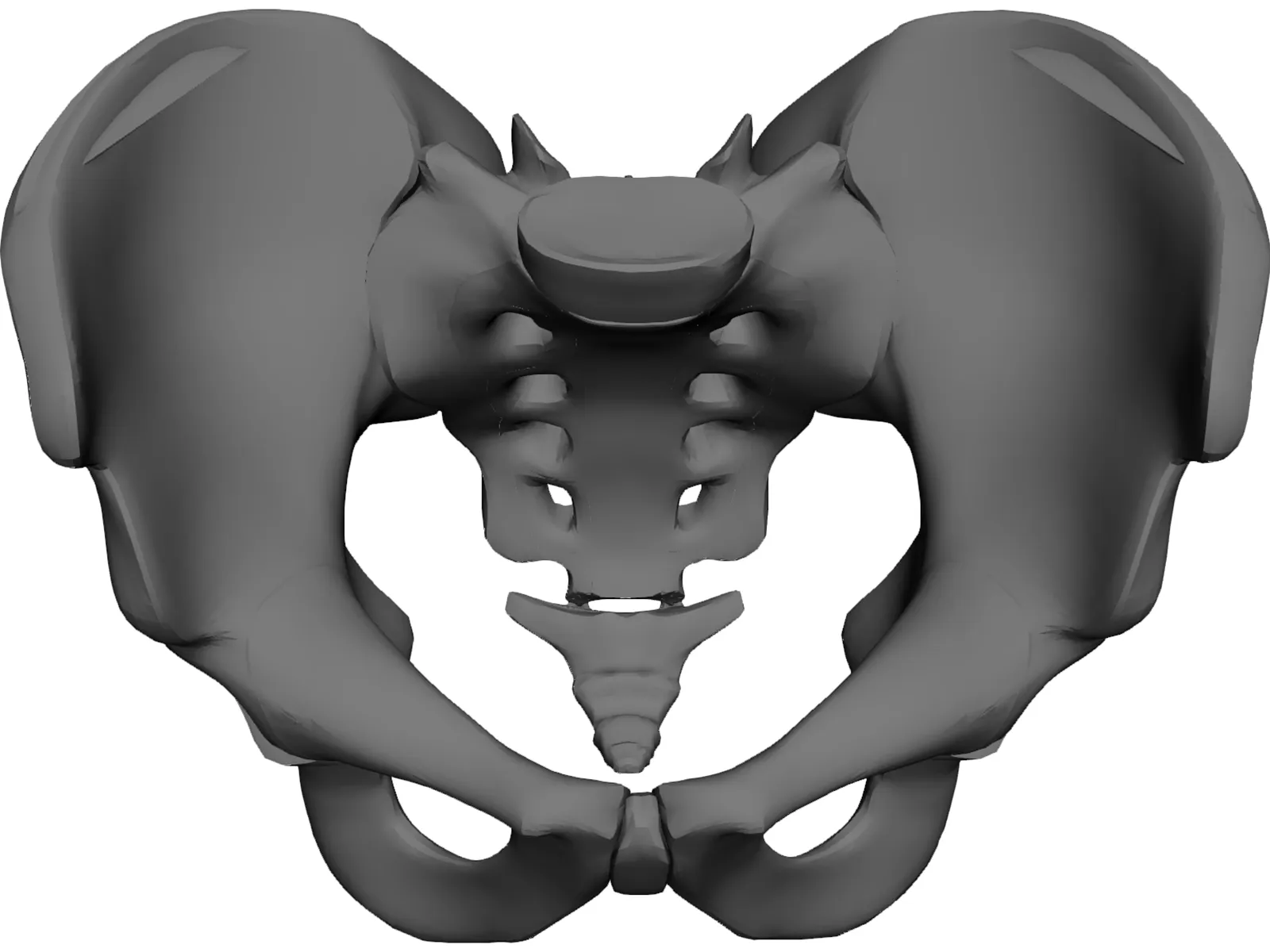 Pelvis and Sacrum 3D Model