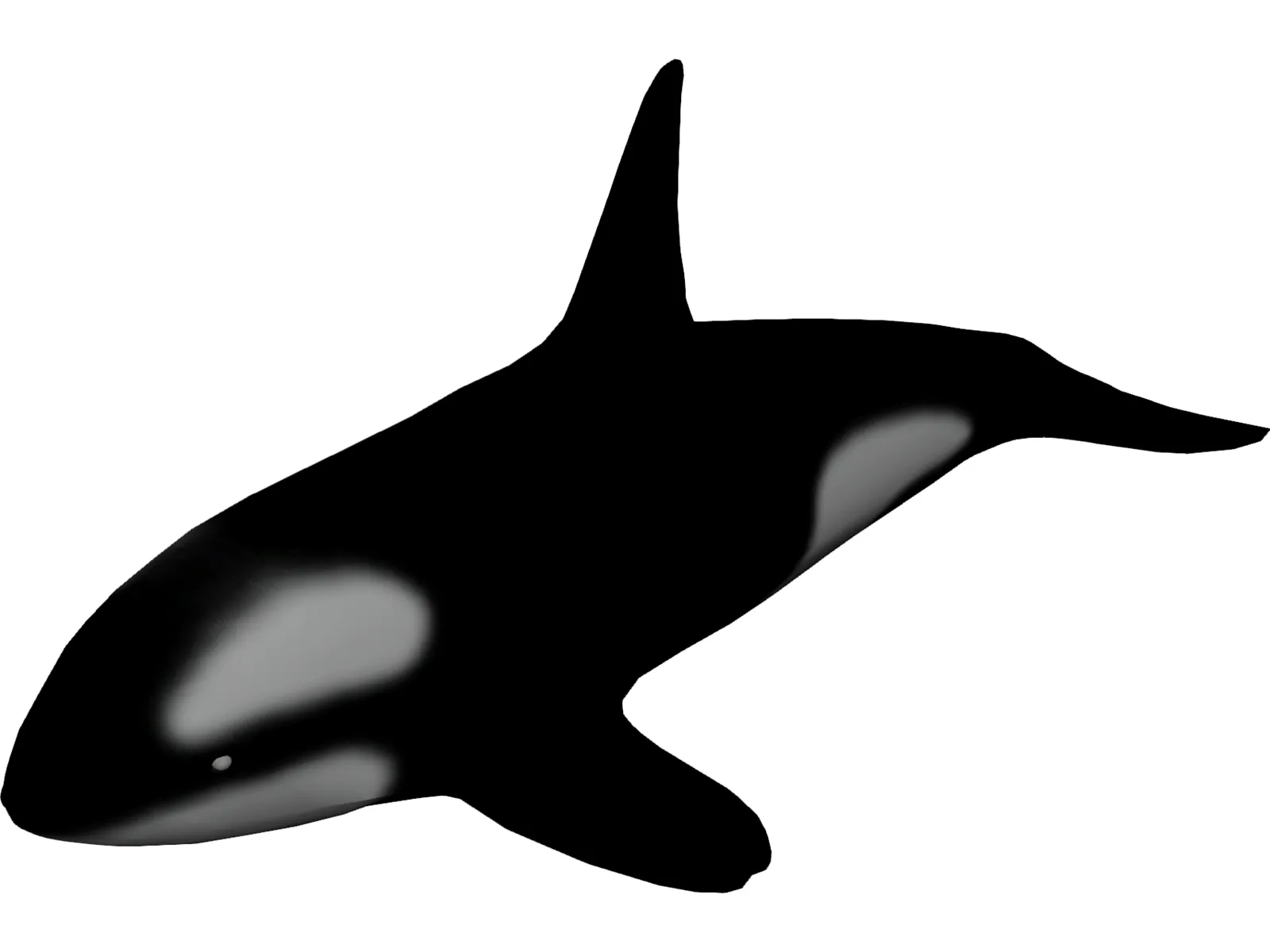 Orca 3D Model