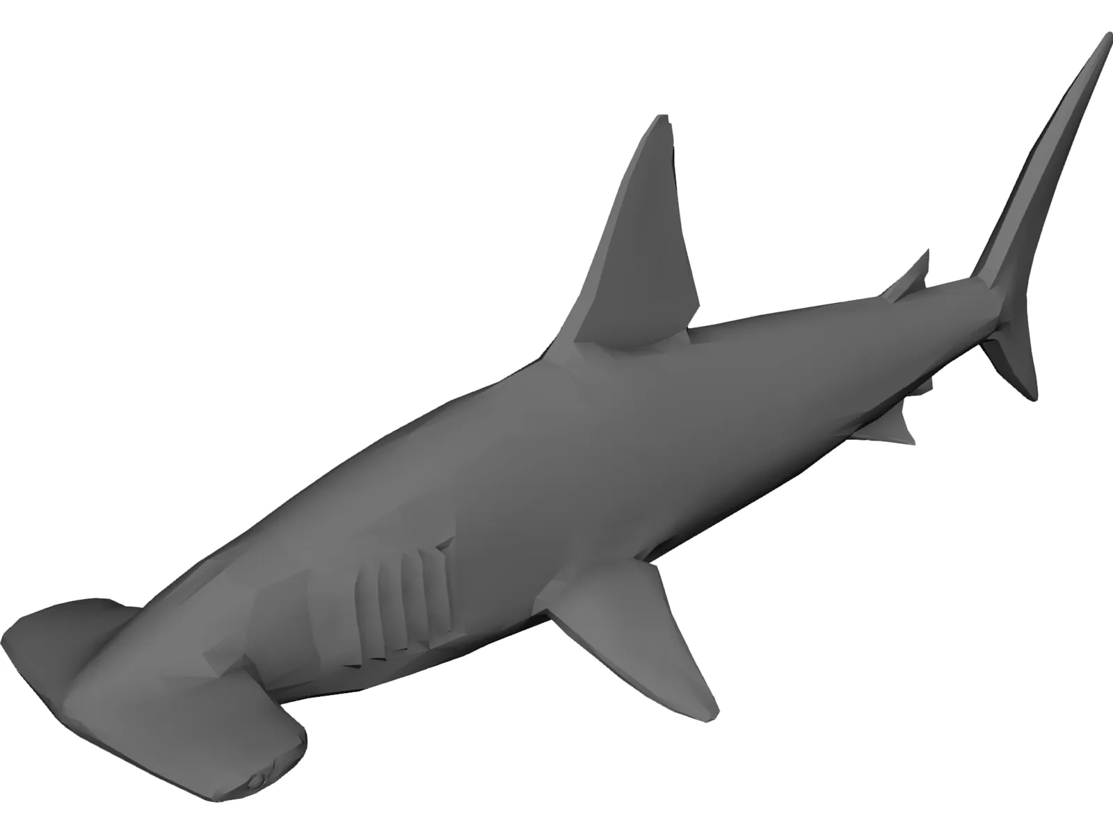 Shark 3D Model