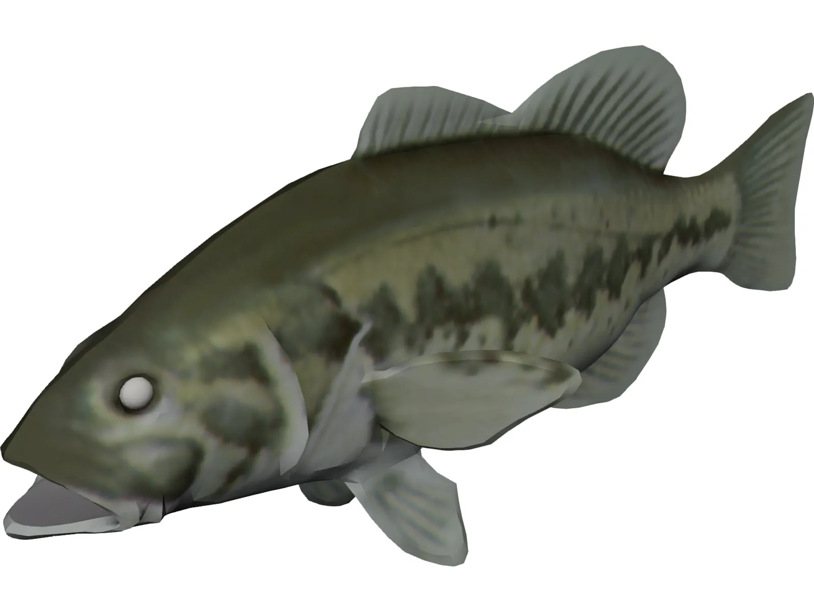 Bass 3D Model