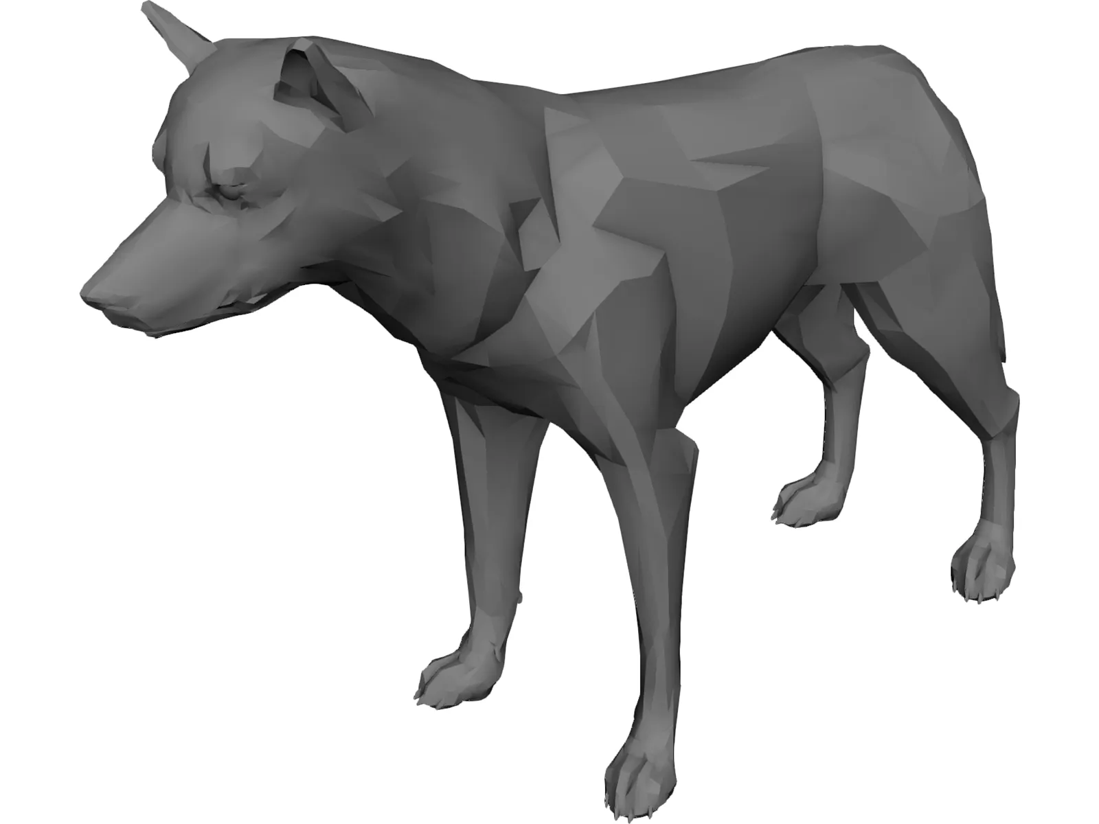 Coyote 3D Model