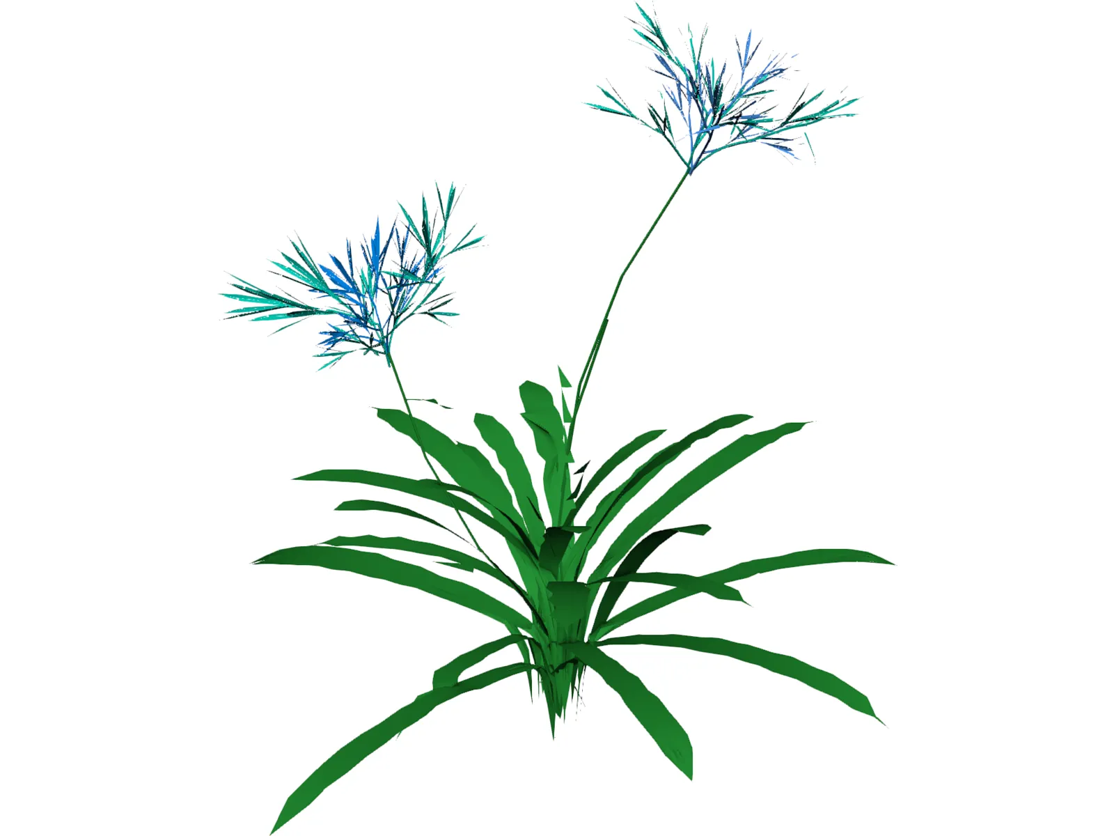 Agapanthus 3D Model