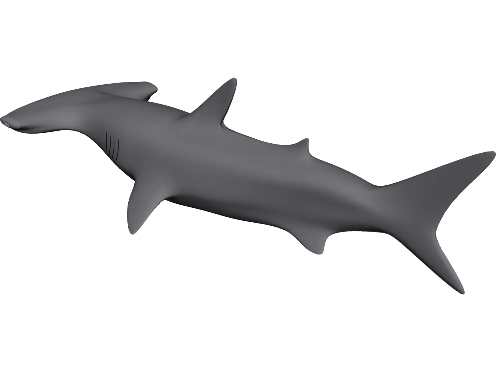 Shark 3D Model