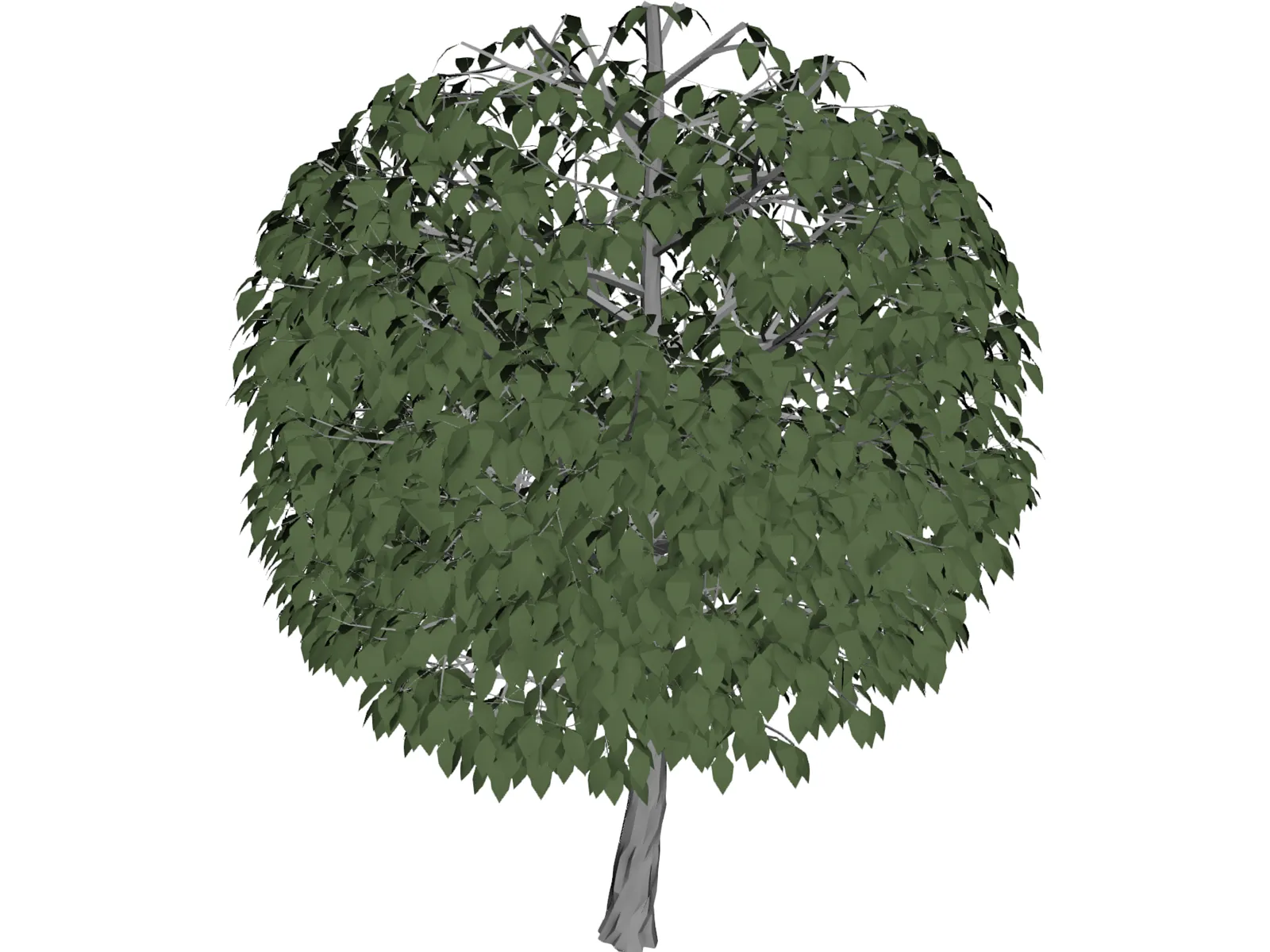 Tree 3D Model