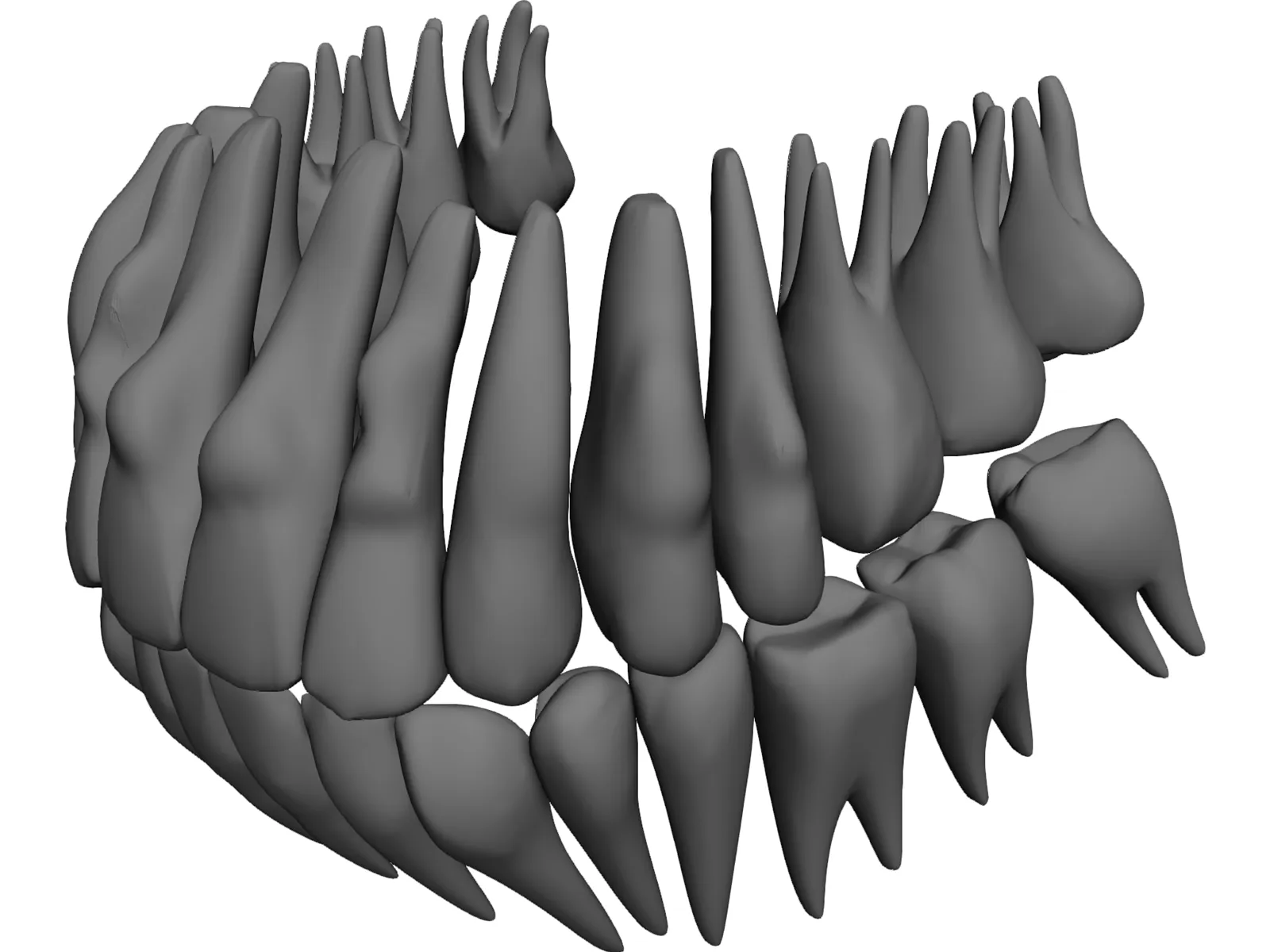 Teeth 3D Model