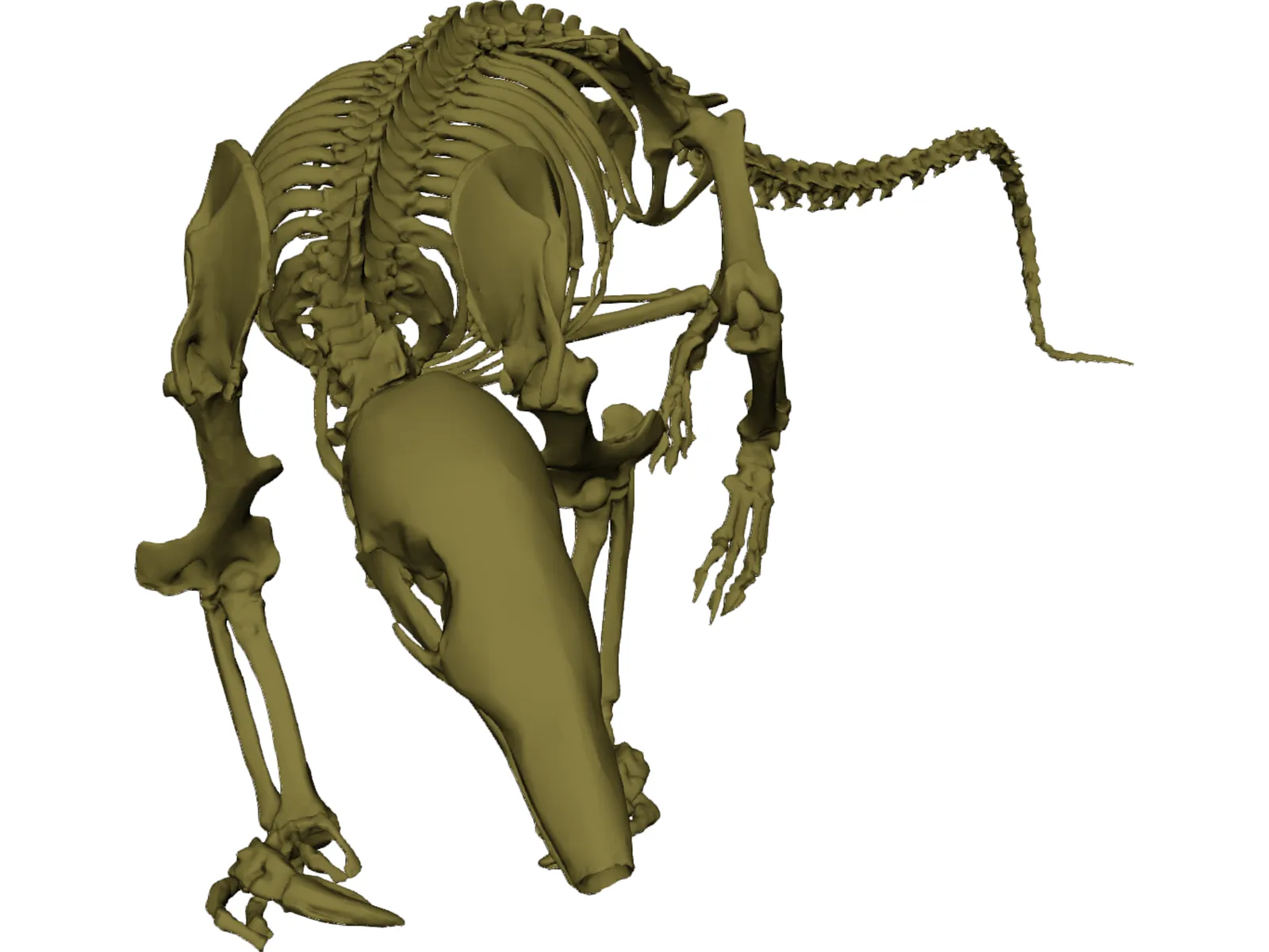 Skeleton Prehistoric 3D Model