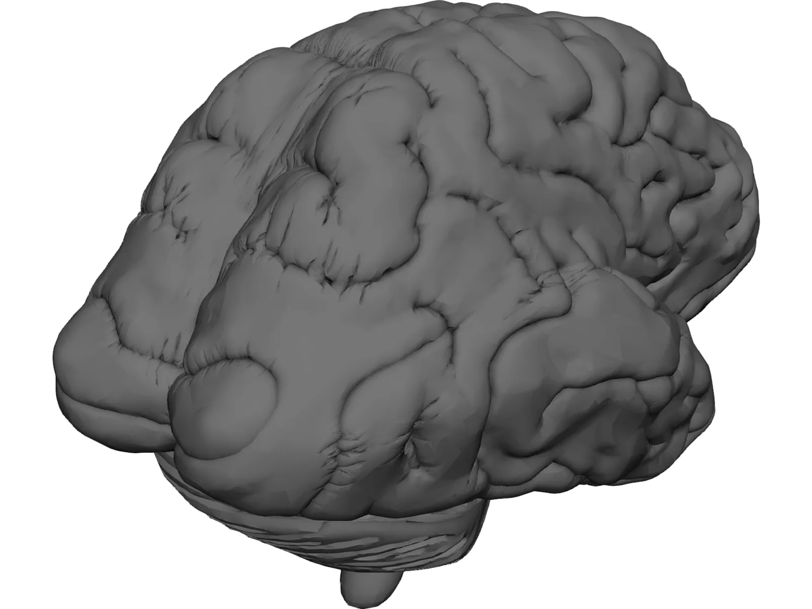 Brain 3D Model