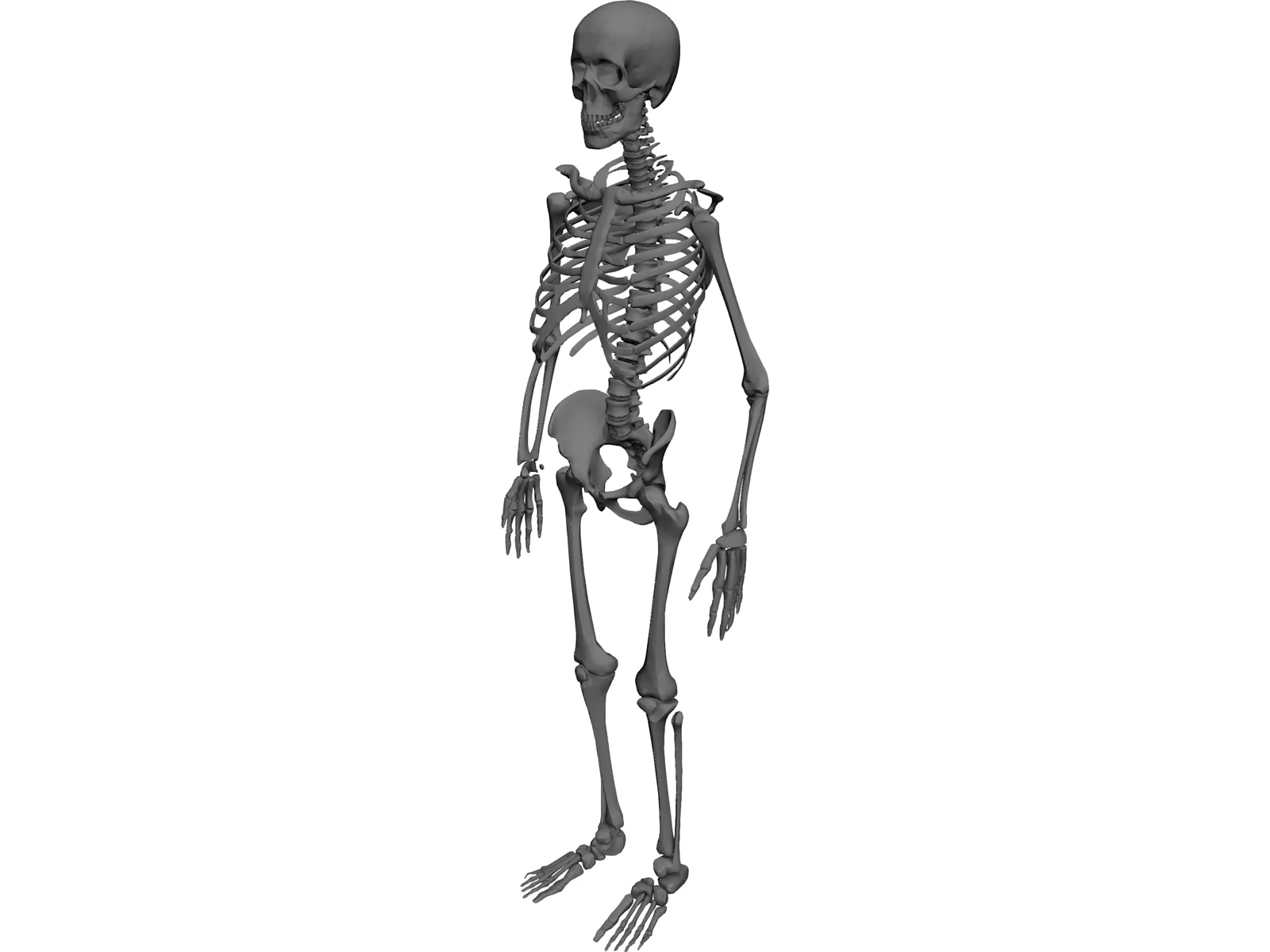 Skeleton Human Male 3D Model