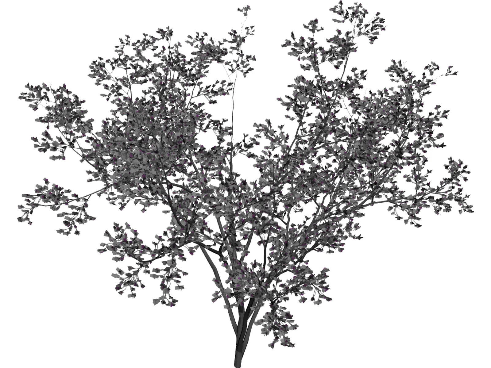 Cercis Siliquastrum Tree 3D Model