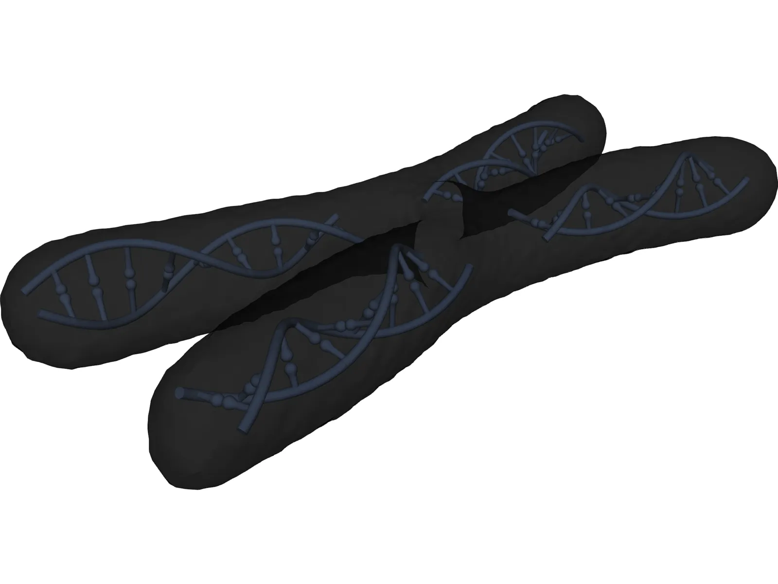 Human Chromosome 3D Model