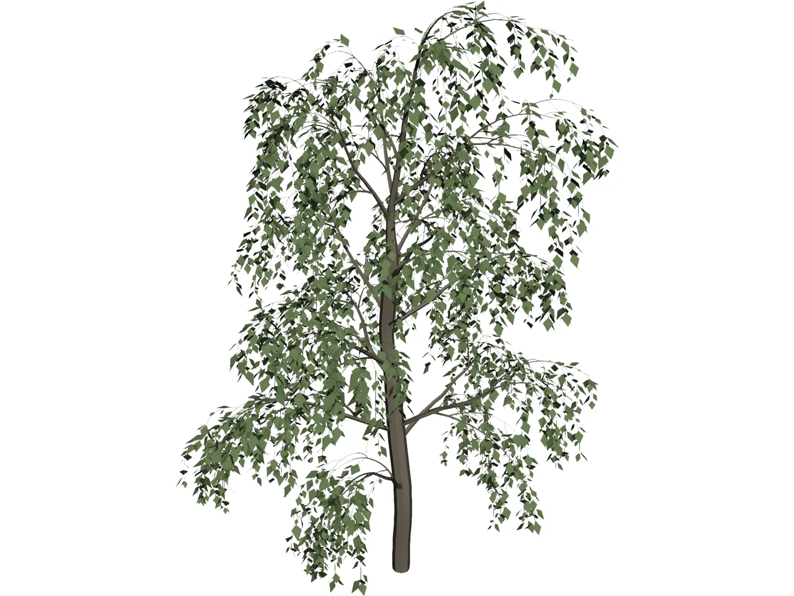 Birch Tree 3D Model