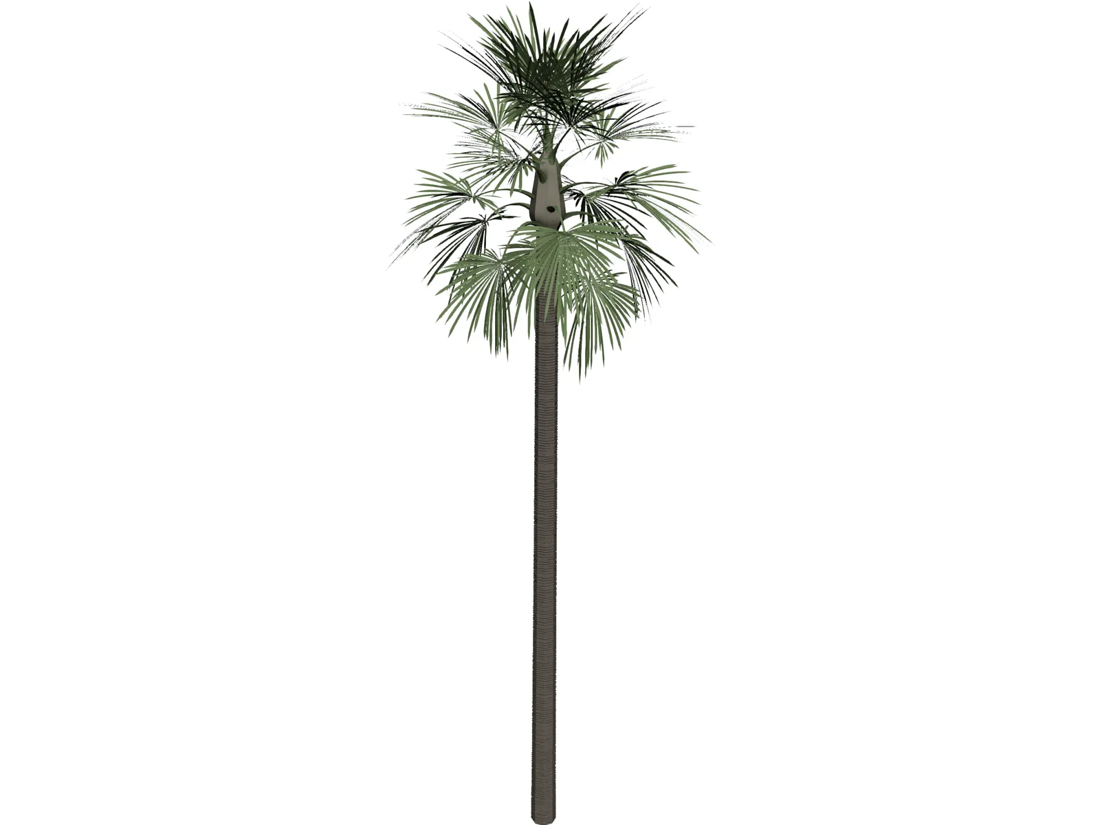 Tree Palm Fan 3D Model