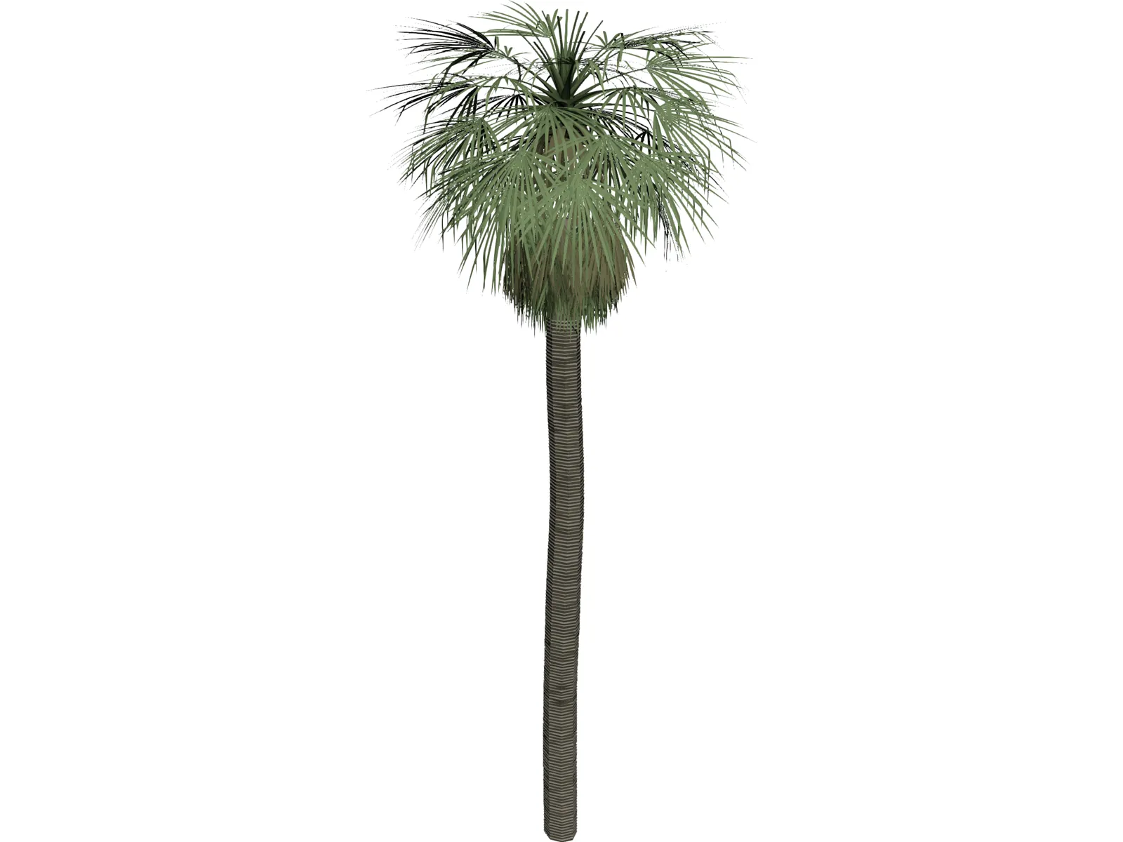 Tree Palm Washingtonia 3D Model