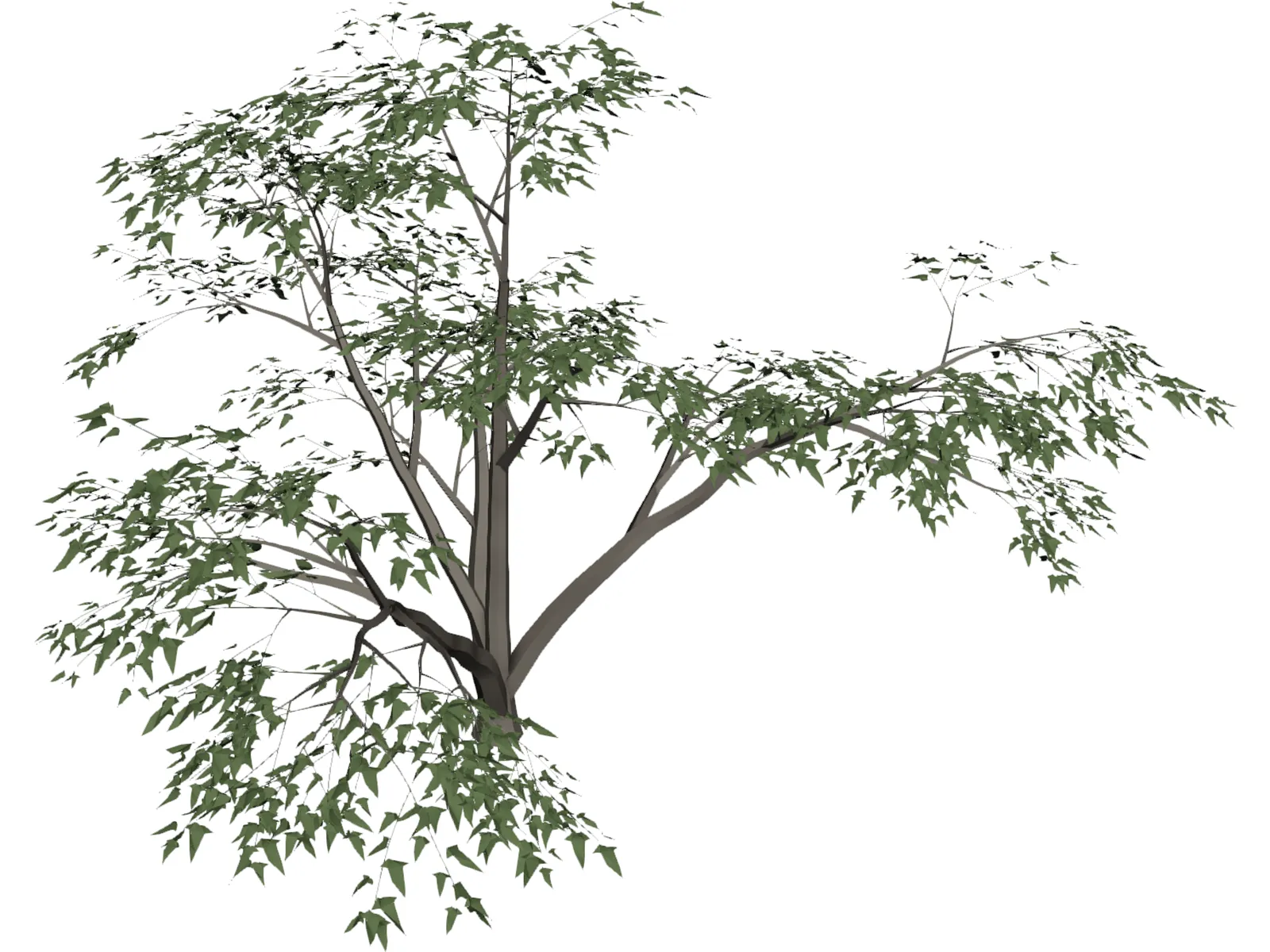 Mesquite Tree 3D Model