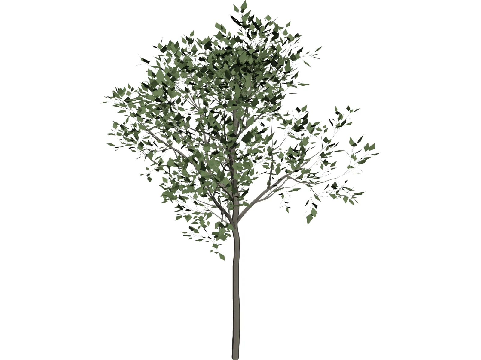 Magnolia Tree 3D Model