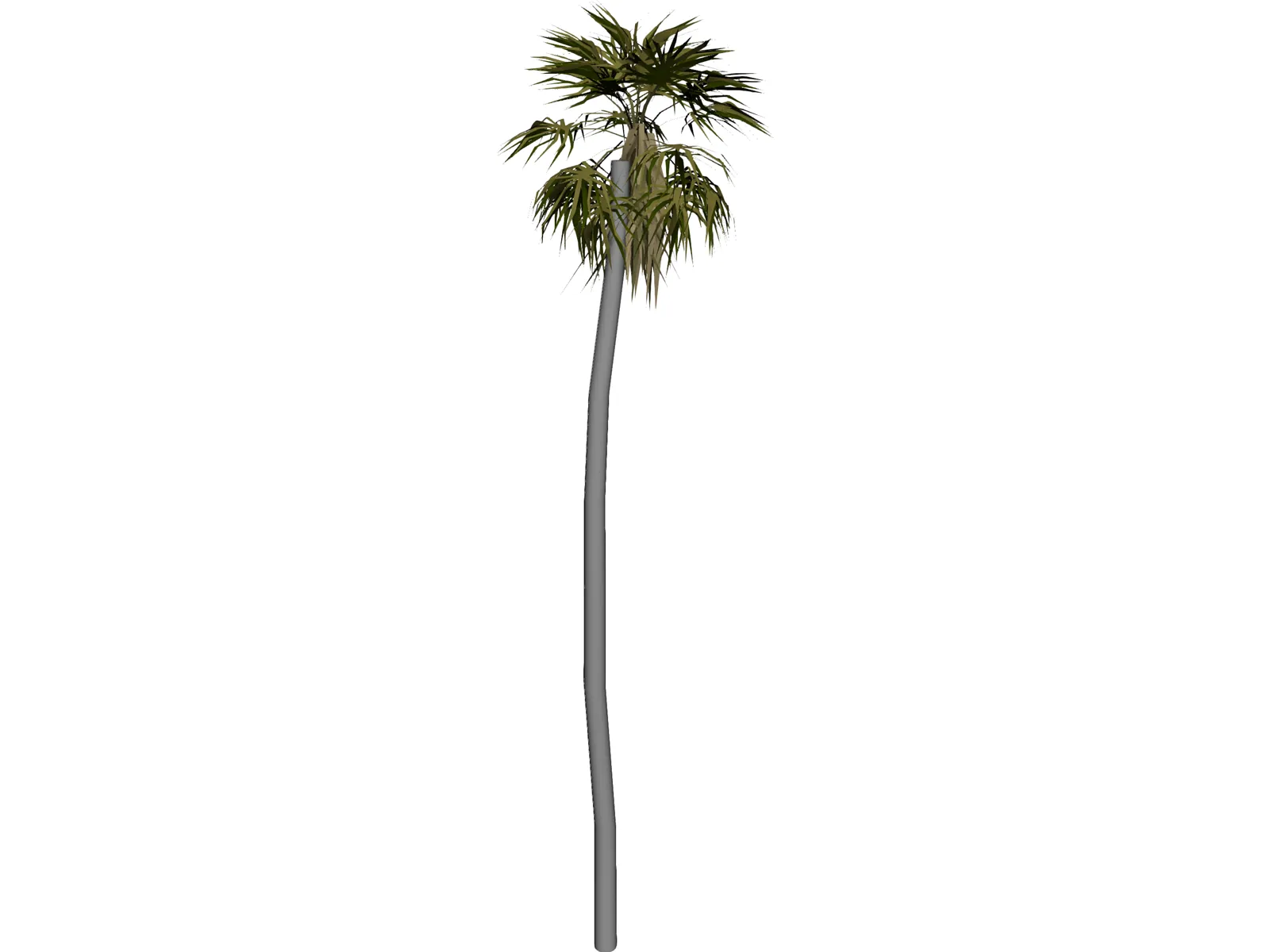 Tree Palm 3D Model