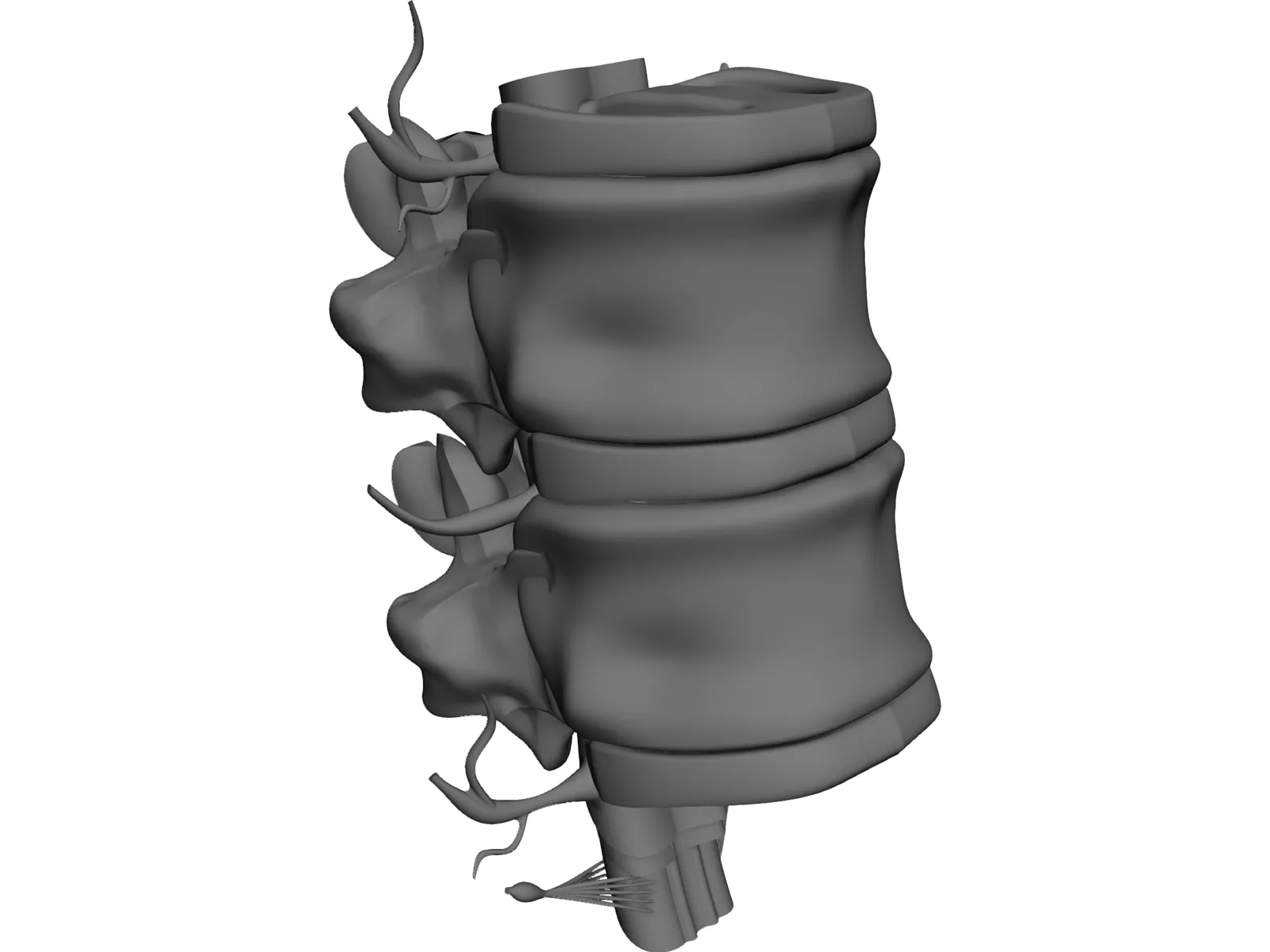 Lumbar Vertebrae 3D Model