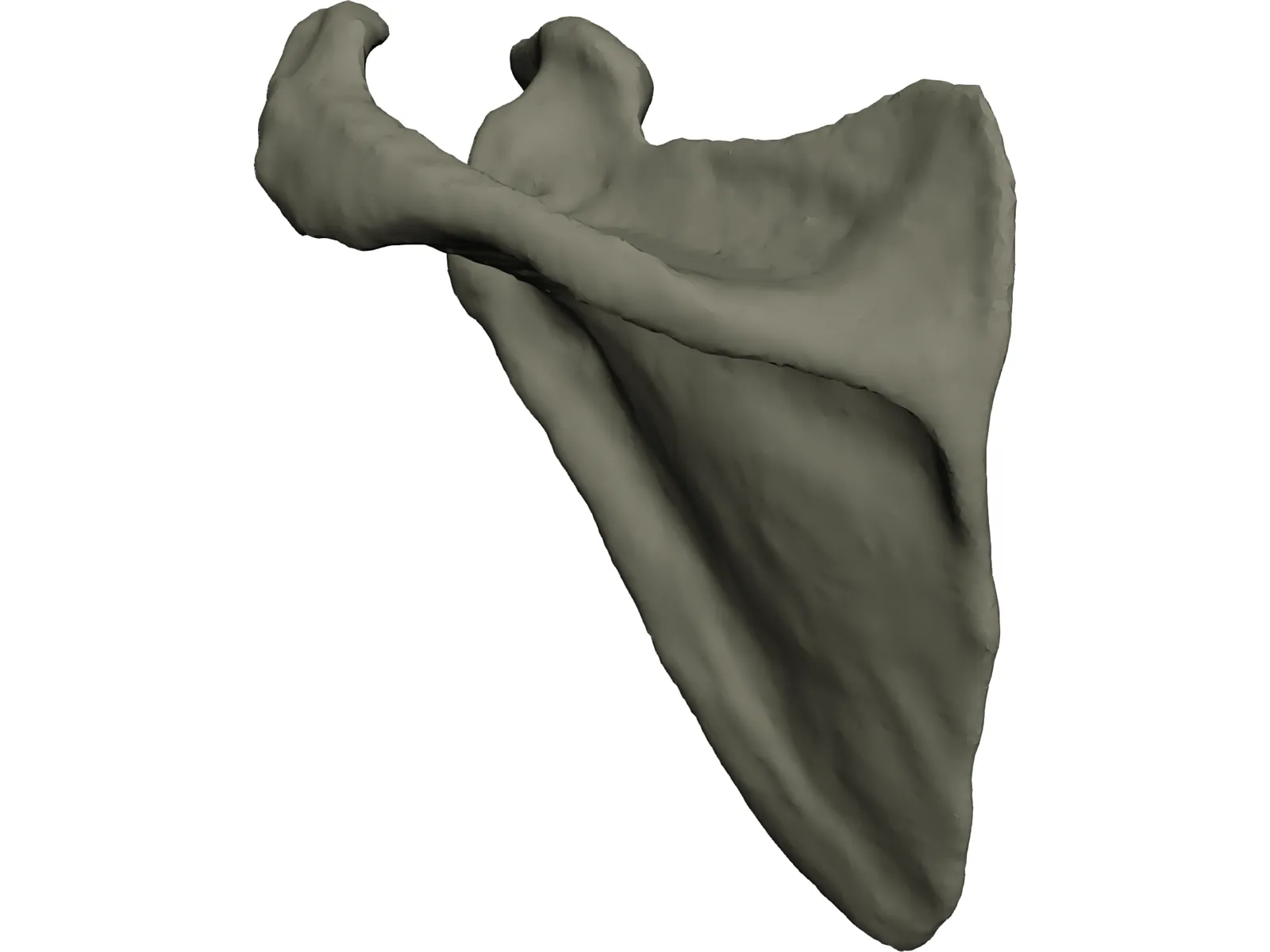 Scapula 3D Model