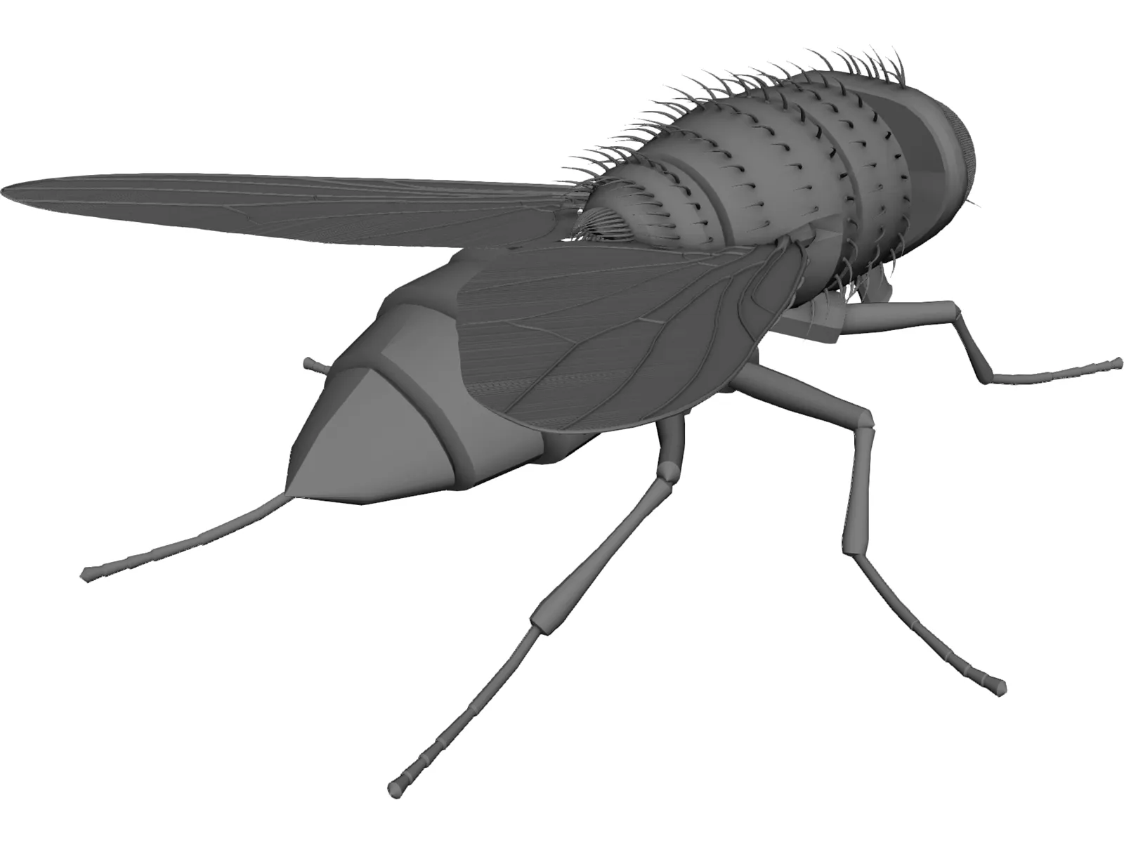 House Fly 3D Model