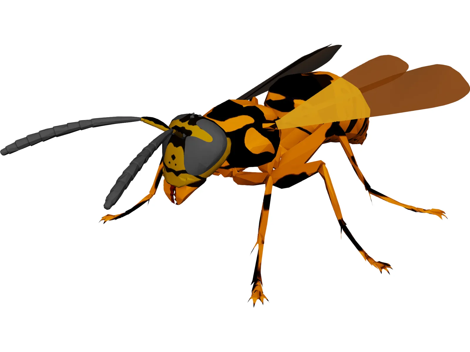 Wasp 3D Model